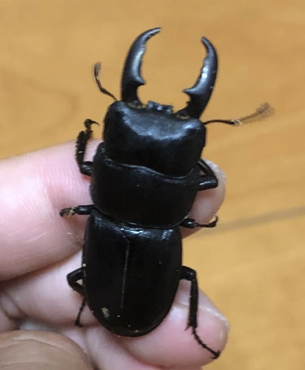 甲虫の取り方図鑑。①クワガタ、コガネムシ、オサムシ、ゴミムシ