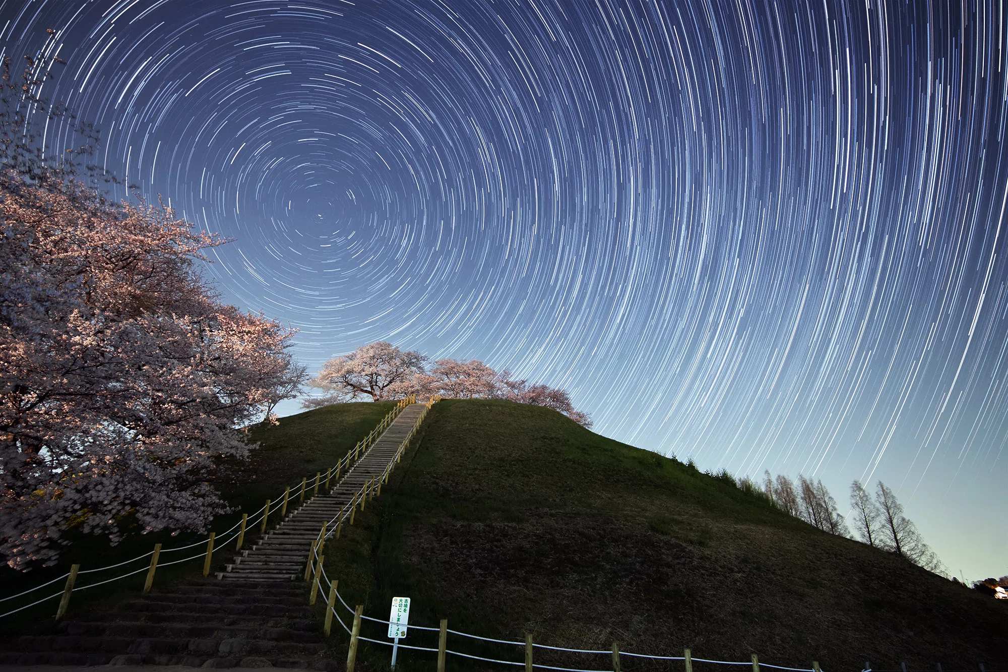Cherry Blossoms and Starry Skies｜星空写真家 × 会社役員 | 「好き
