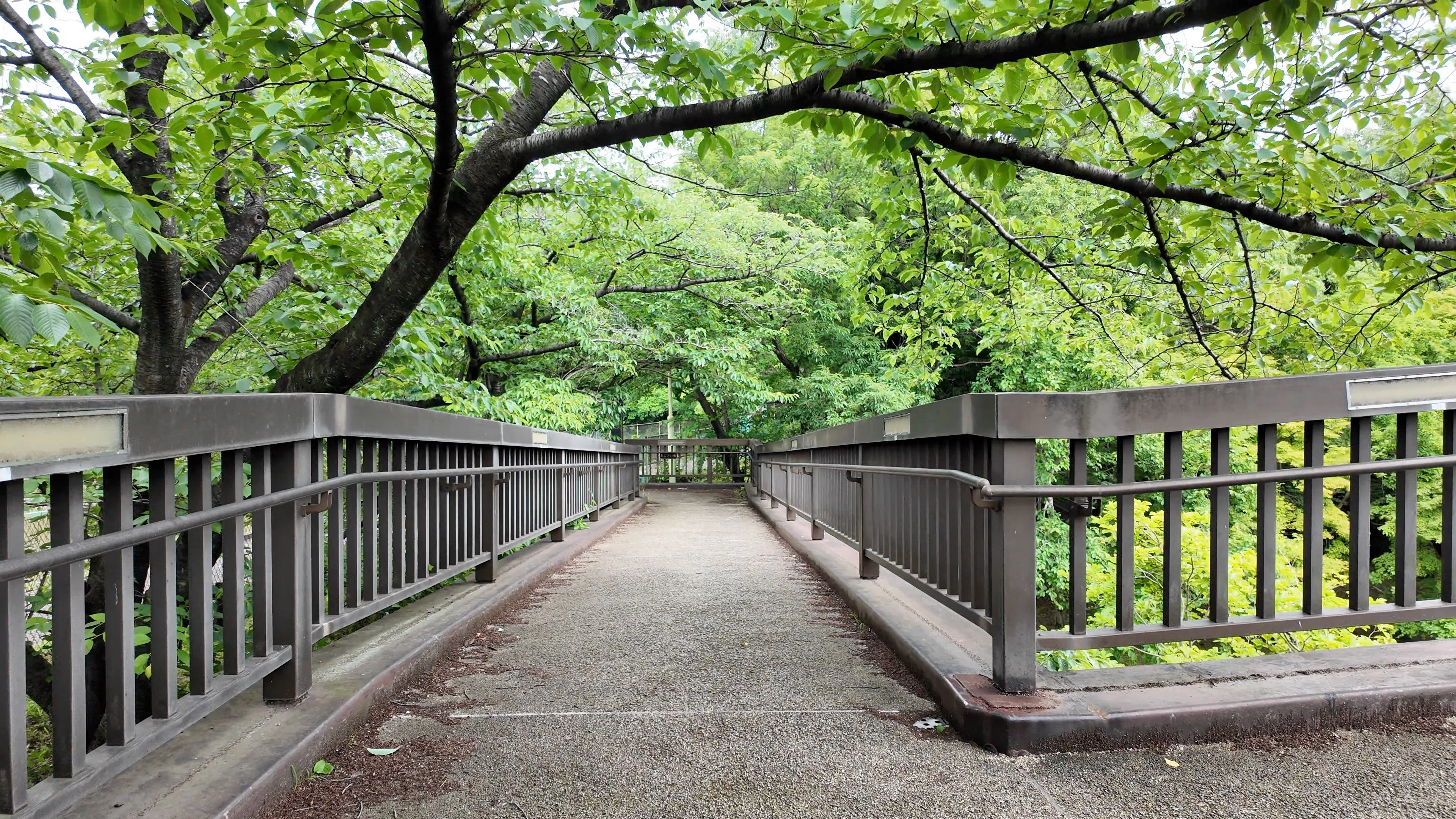 茶屋ヶ坂公園】あじさいと池と森の小径 — 千種区の静かな公園を一周