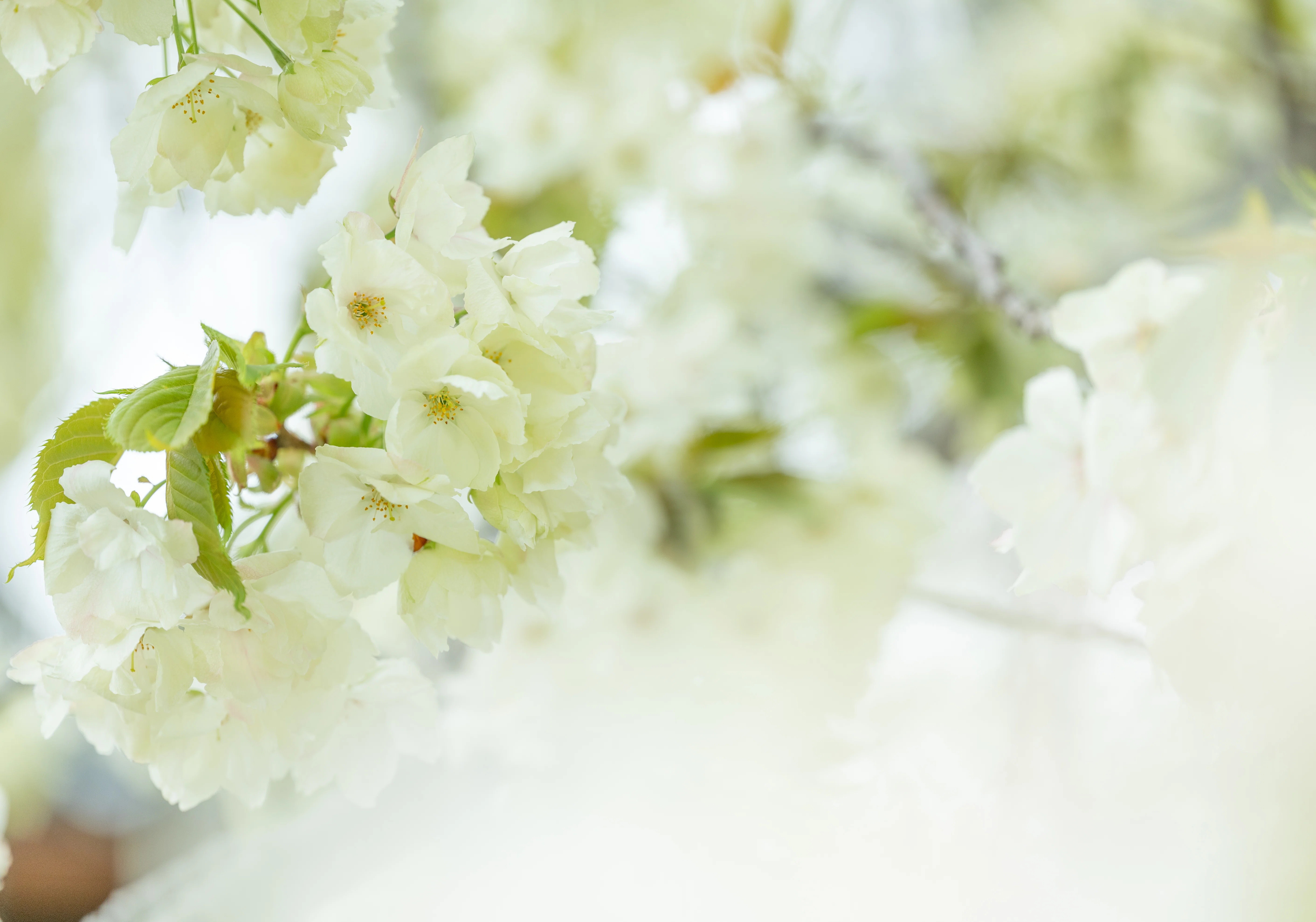 鬱金桜（世田谷観音）：NIKKOR Z MC 105mm f/2.8 VR S｜@infinity.909