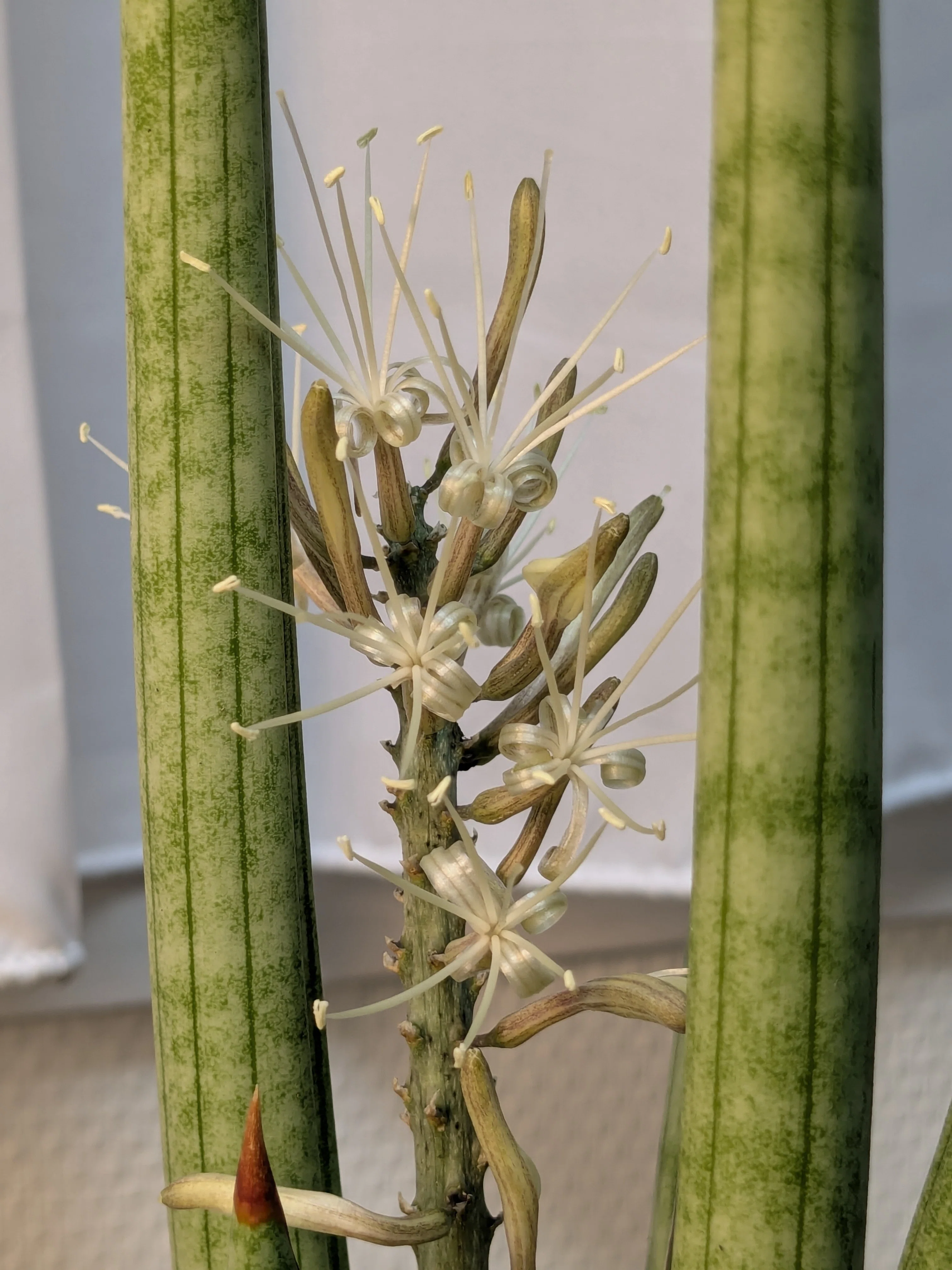 A Once-in-a-Decade Miracle: The Scent of Sansevieria Shared with