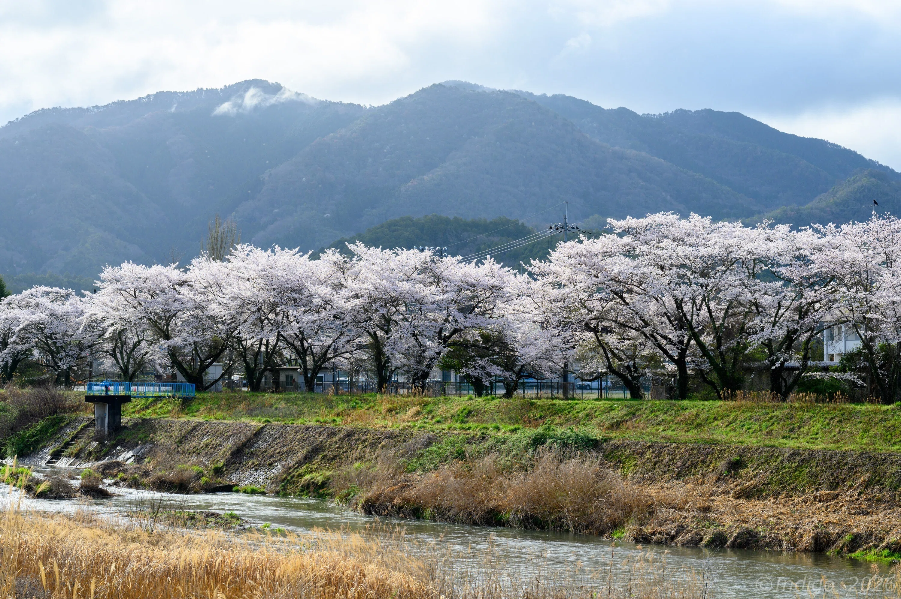 丹波篠山で桜フォト｜Indigo