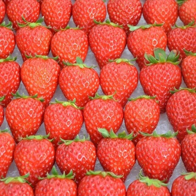 Notice Regarding Strawberry Price Revision｜やくもファーム公式