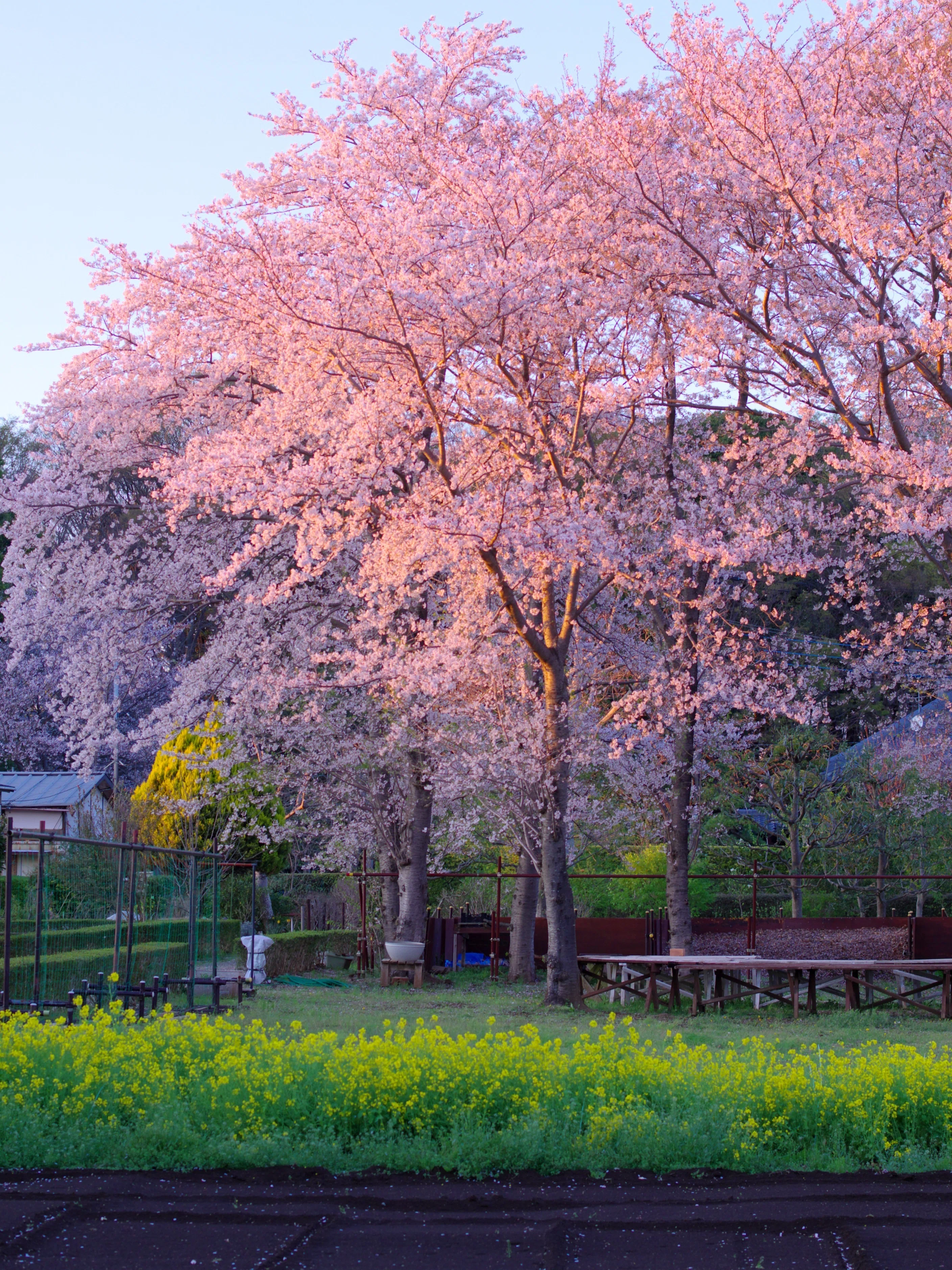 第80話 名残の桜(PENTAX K-1ⅡとK-7)｜Yasuhiro Ts