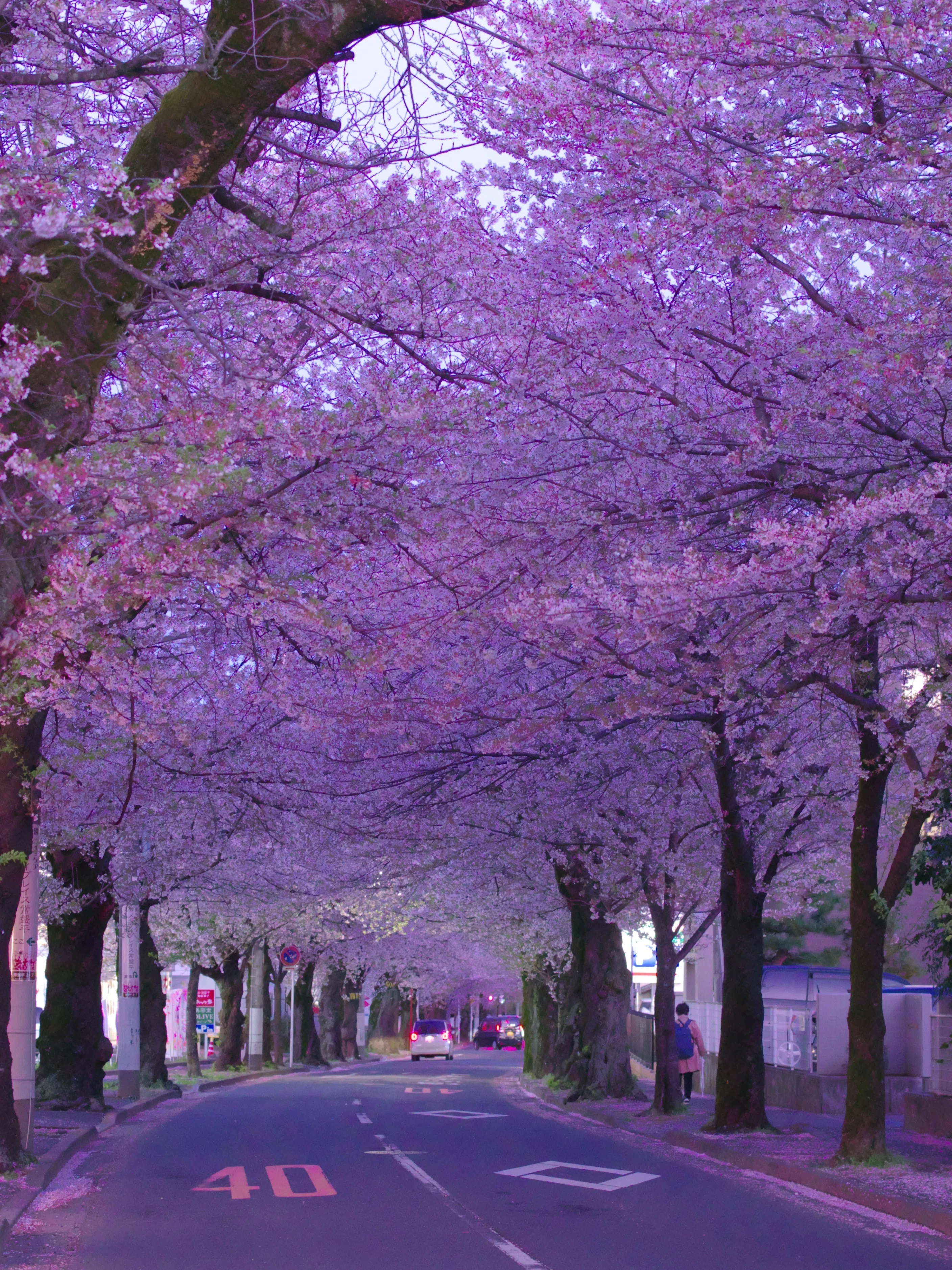 第80話 名残の桜(PENTAX K-1ⅡとK-7)｜Yasuhiro Ts