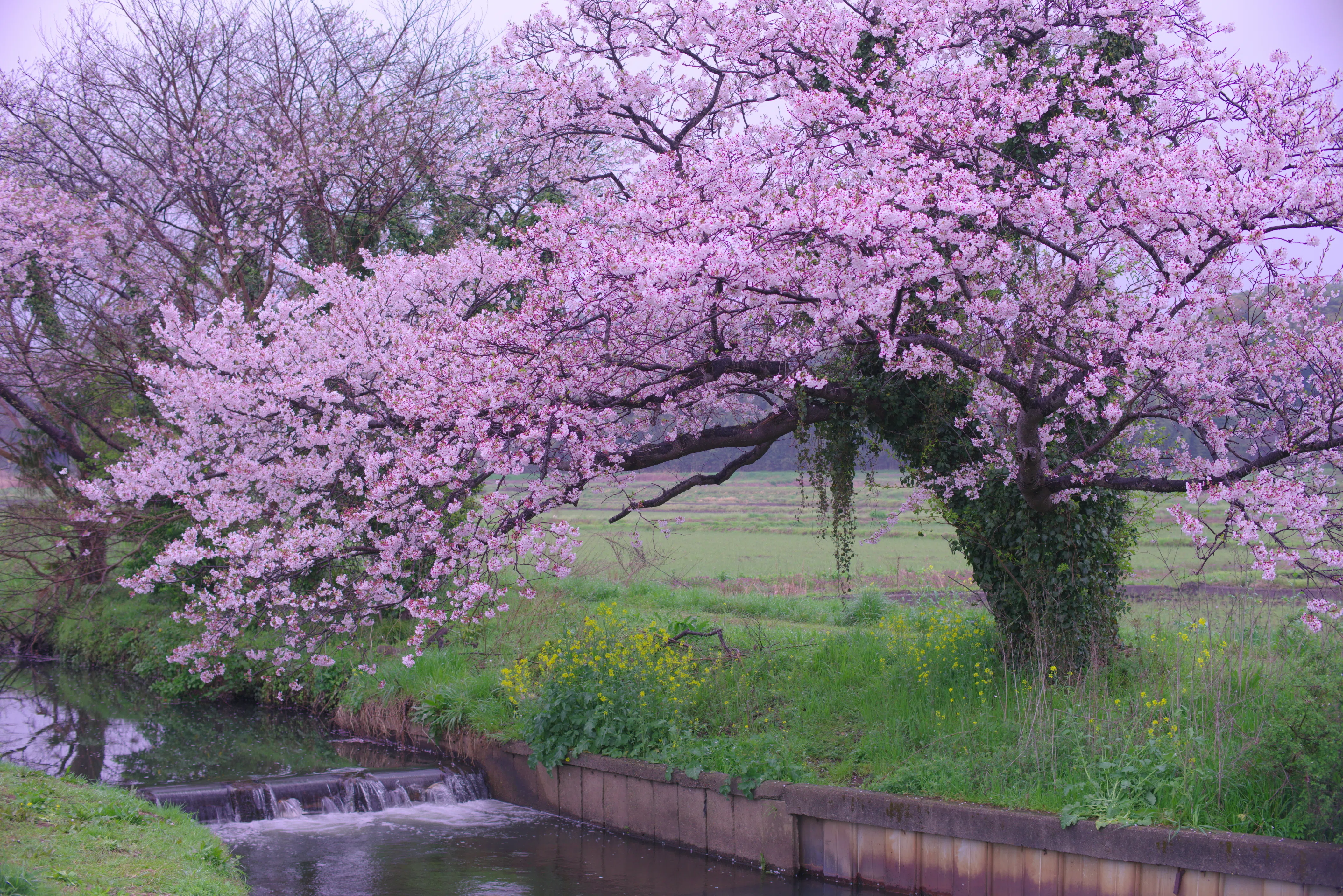第80話 名残の桜(PENTAX K-1ⅡとK-7)｜Yasuhiro Ts