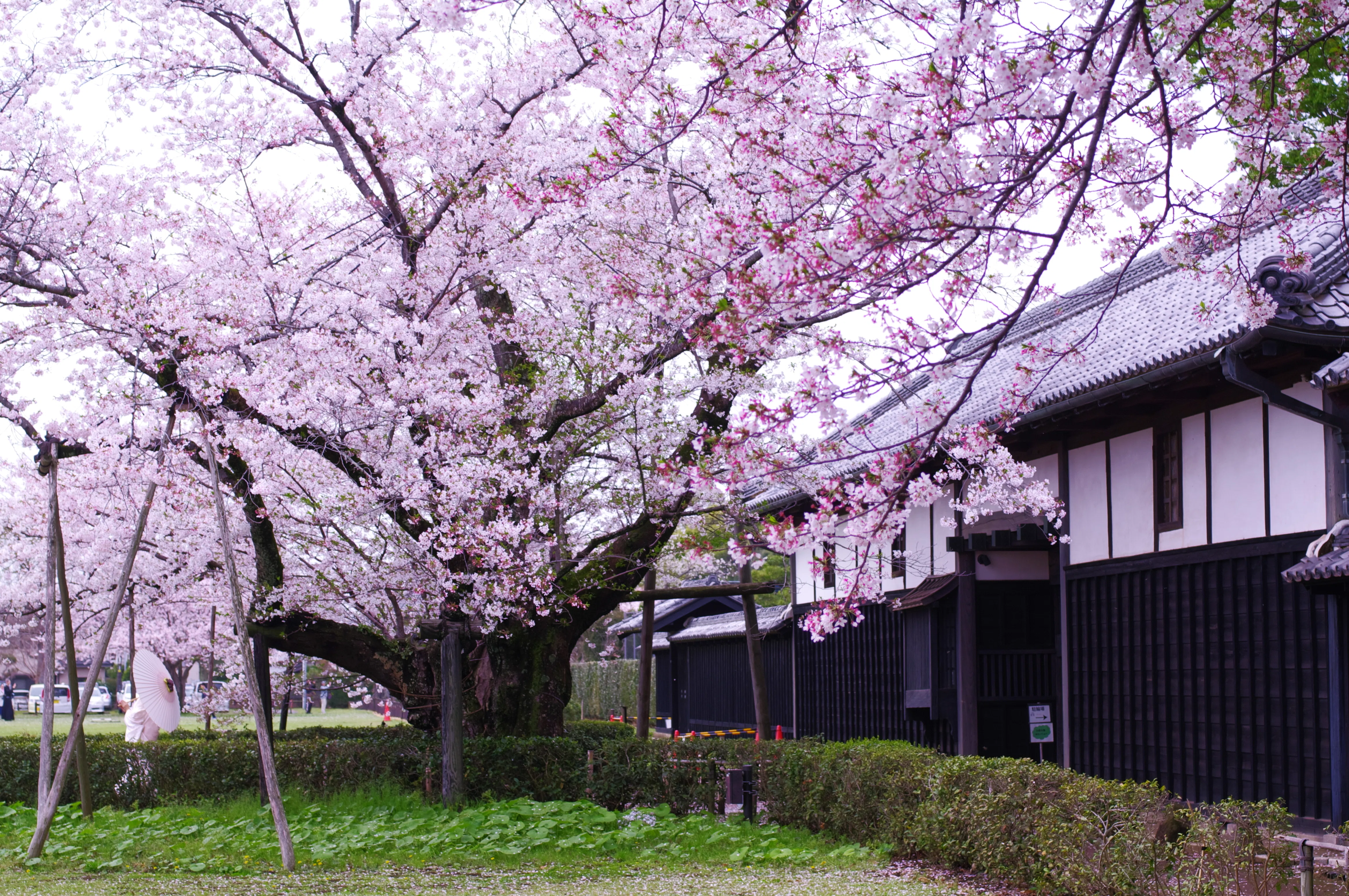 第80話 名残の桜(PENTAX K-1ⅡとK-7)｜Yasuhiro Ts