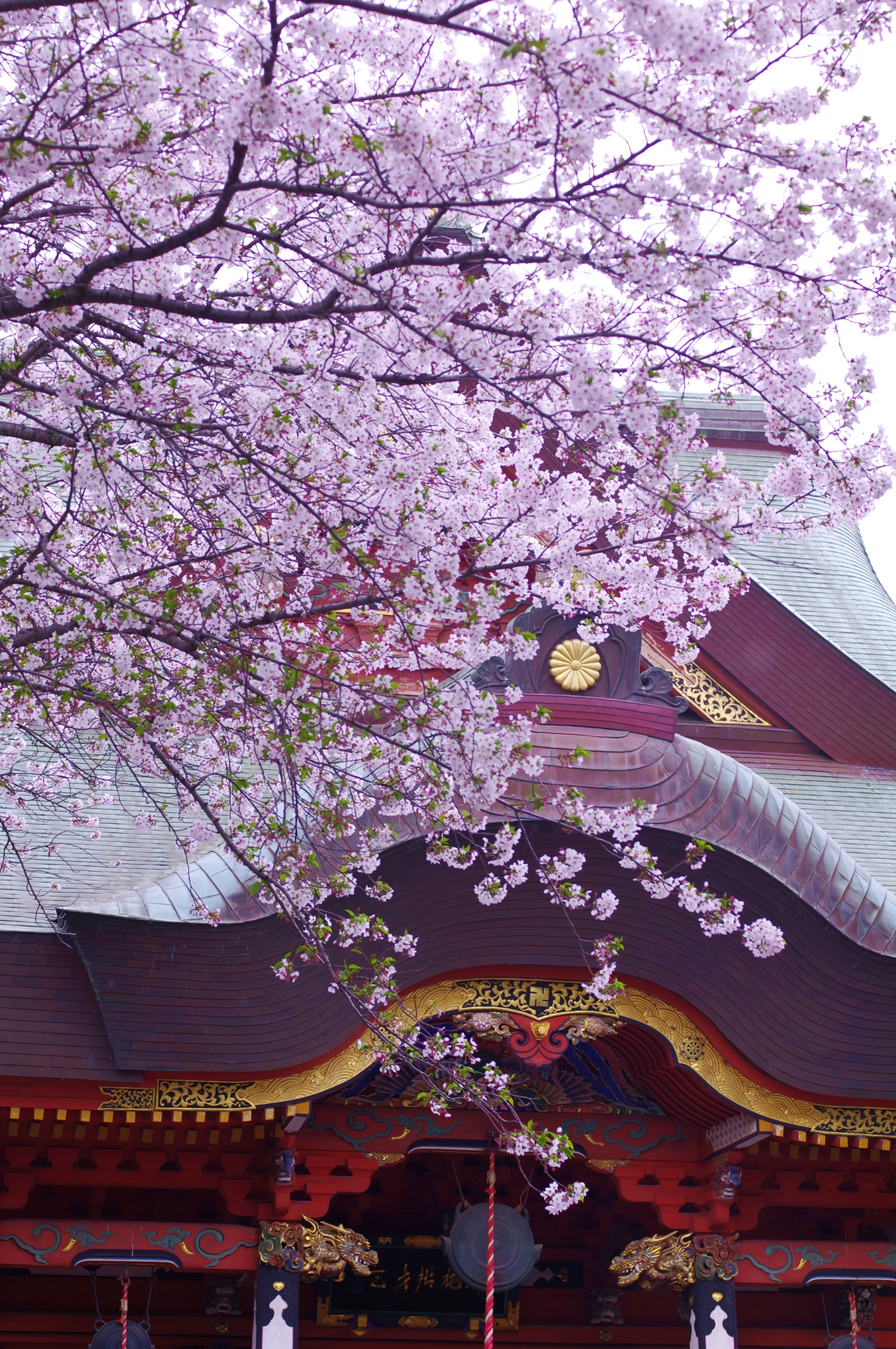 第80話 名残の桜(PENTAX K-1ⅡとK-7)｜Yasuhiro Ts