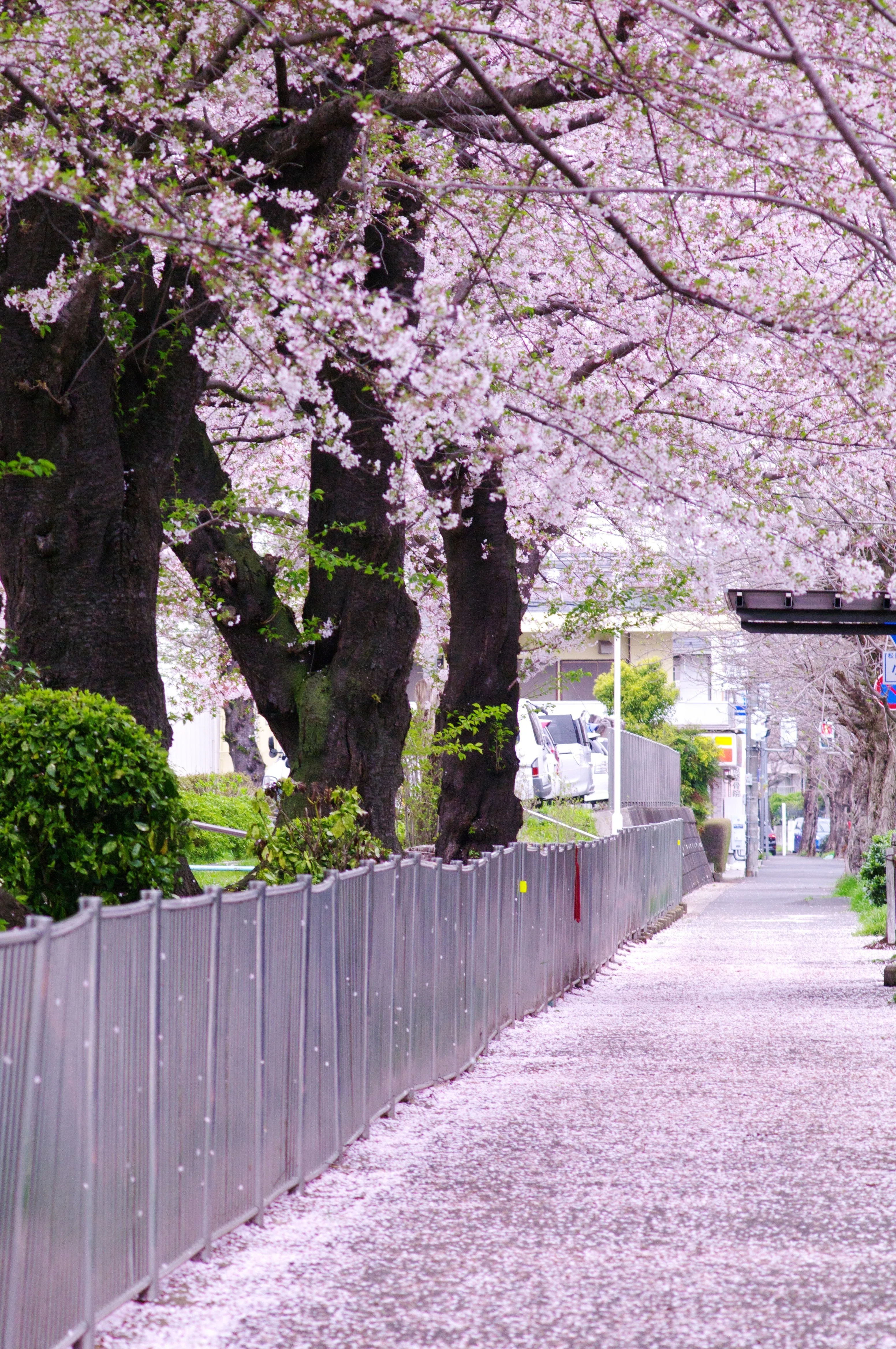 第80話 名残の桜(PENTAX K-1ⅡとK-7)｜Yasuhiro Ts