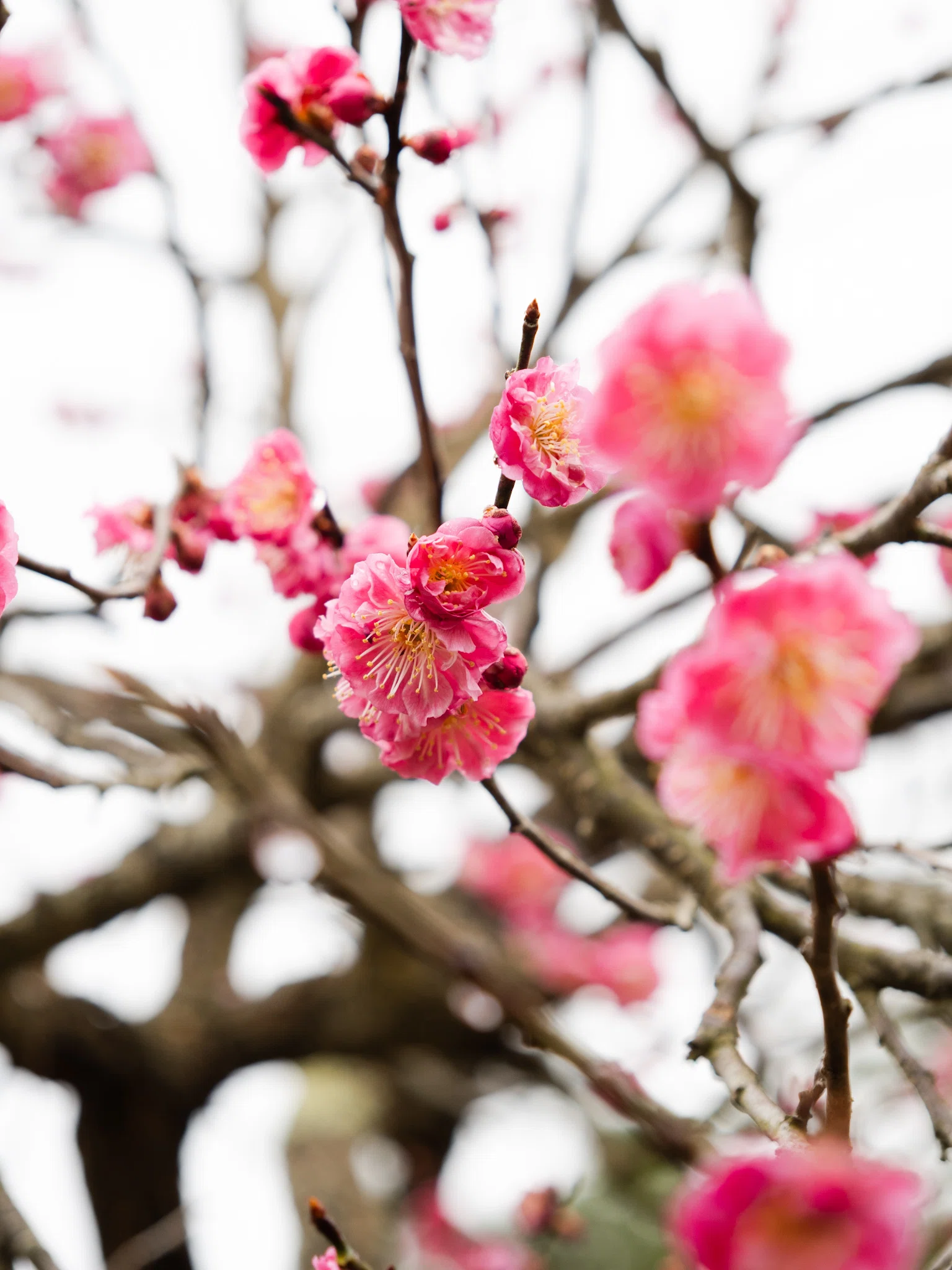 4月5日、弘前公園東側のロトウザクラと紅梅｜さいとう みかこ（うら