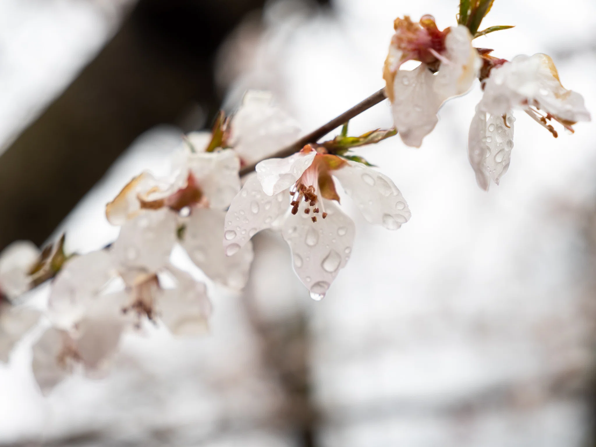 冬に紅梅が咲く 高解像度写真　2Ｌ判写真　4枚　セート 4月5日、弘前公園東側のロトウザクラと紅梅｜さいとう みかこ（うら
