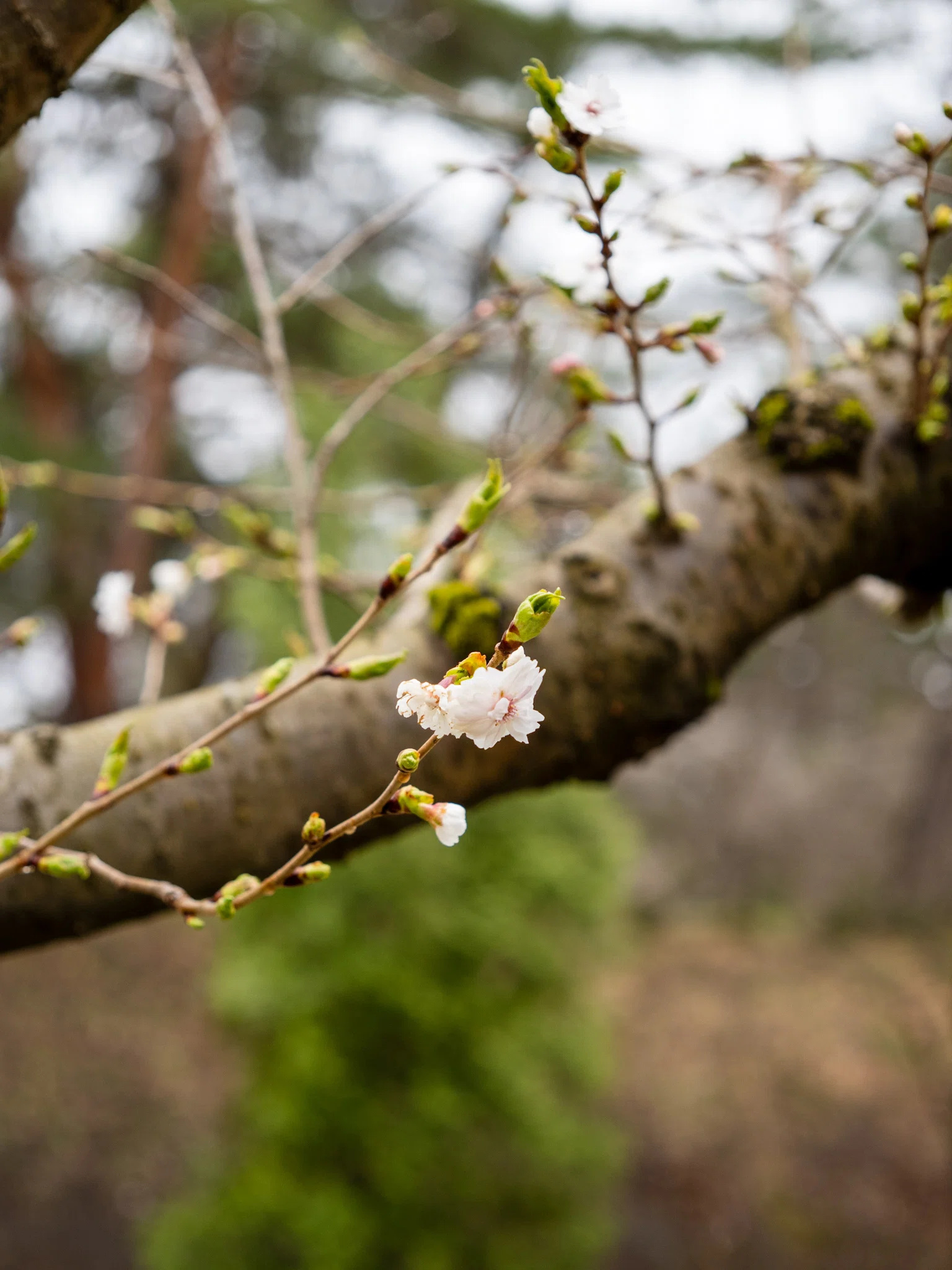 4月5日、弘前公園東側のロトウザクラと紅梅｜さいとう みかこ（うら