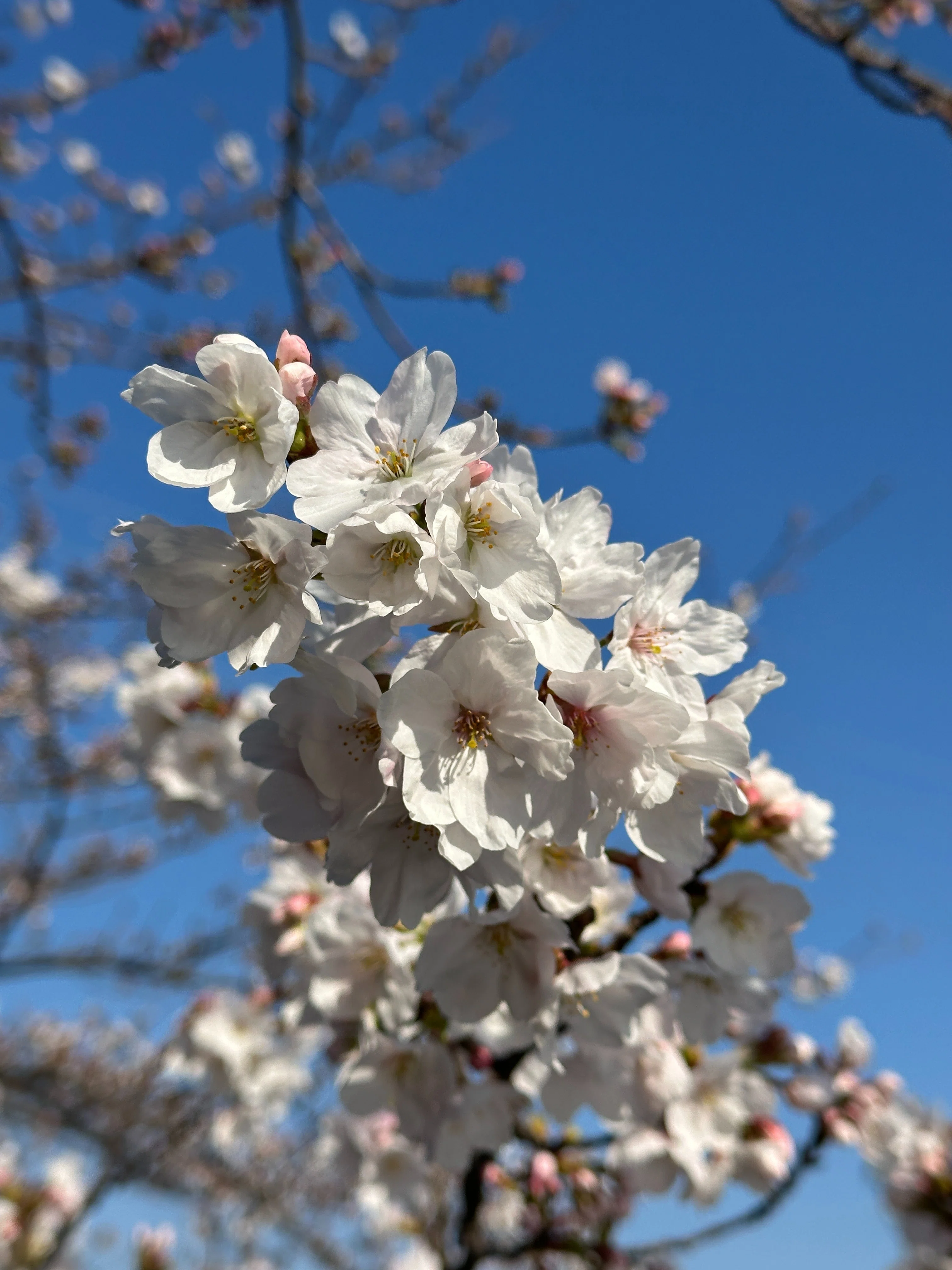 桜の見分け方（関山と天の川編）｜Saki
