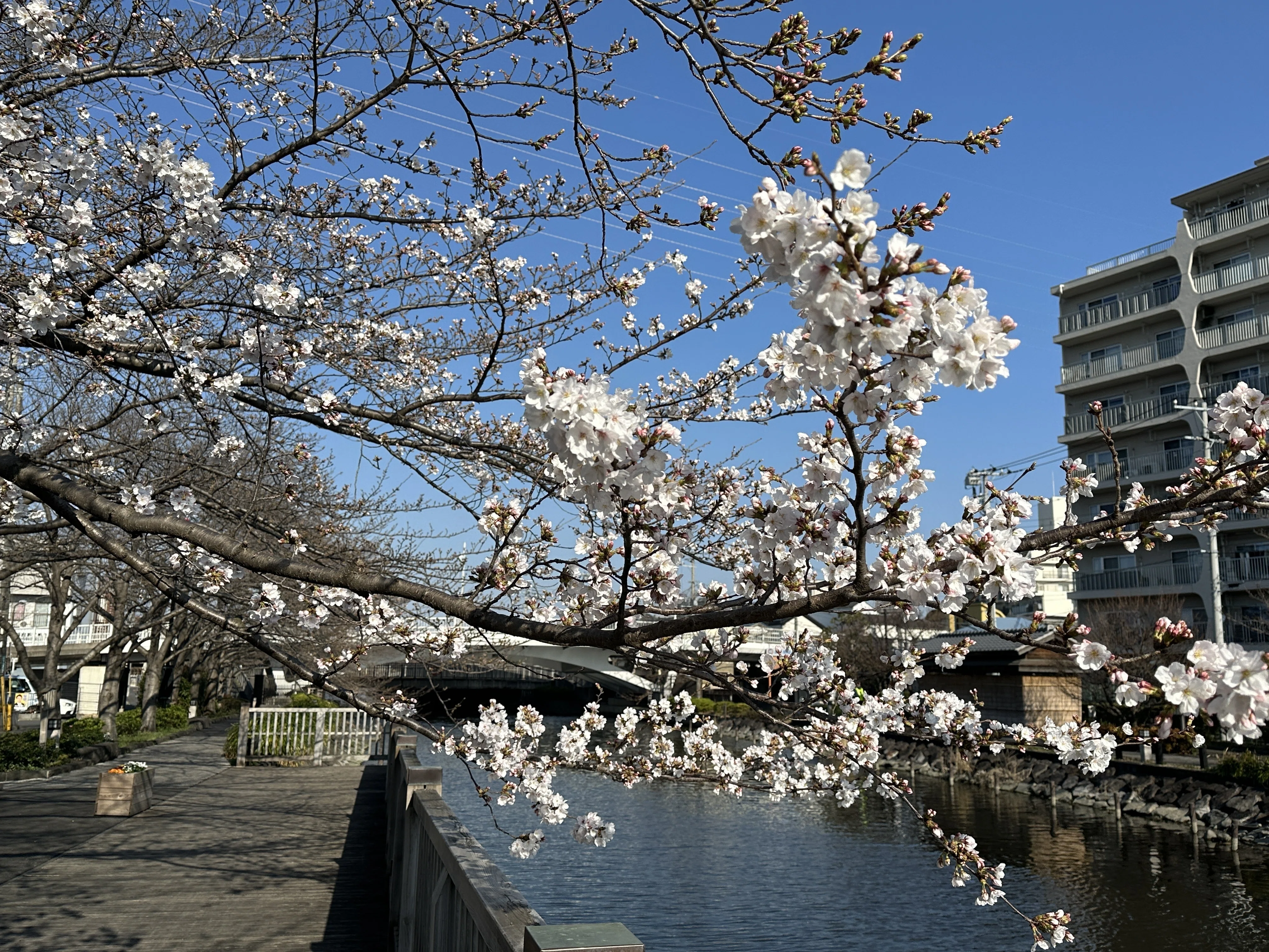 桜様確認用 桜の見分け方（関山と天の川編）｜Saki