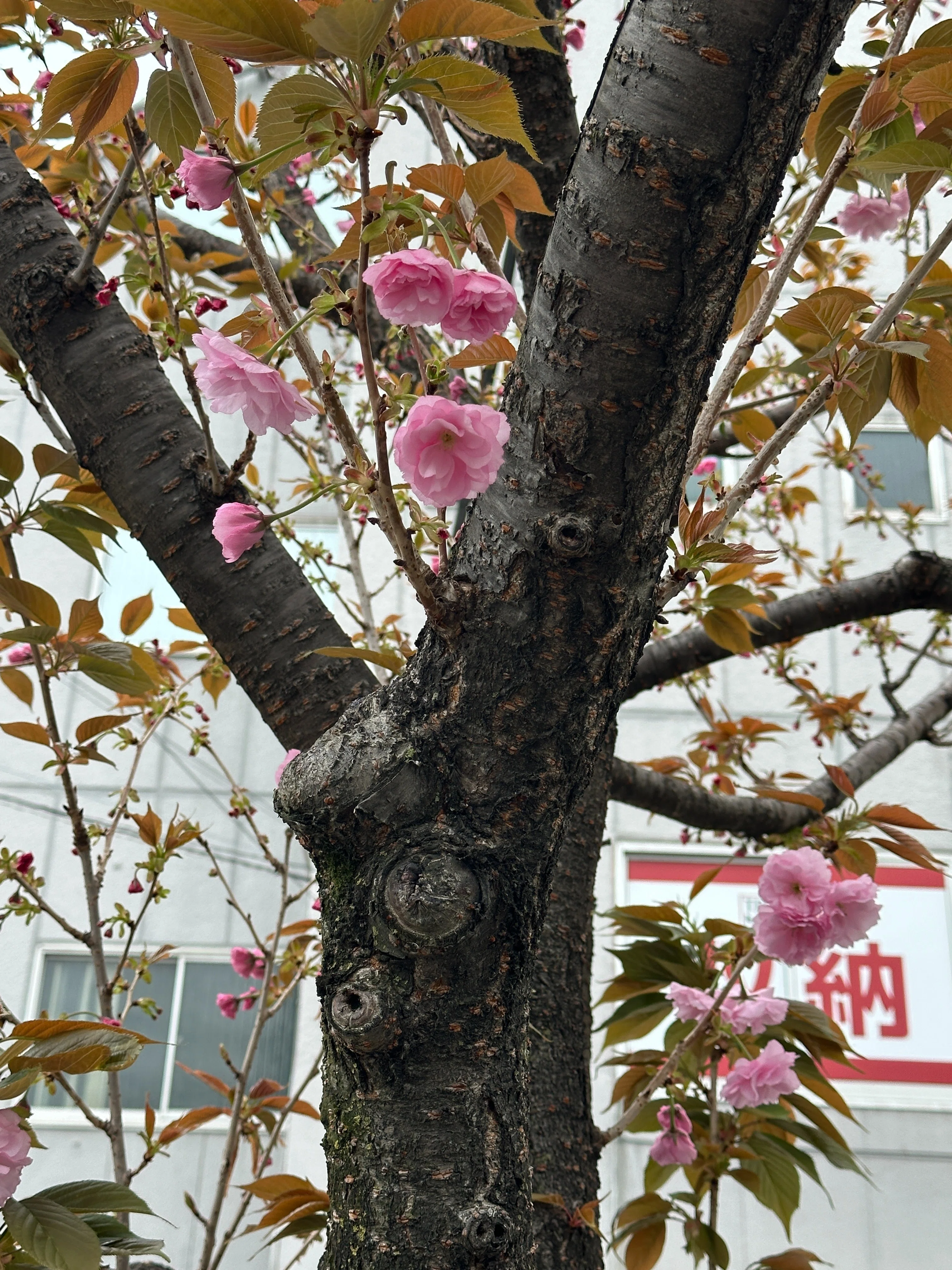 桜の見分け方（関山と天の川編）｜Saki