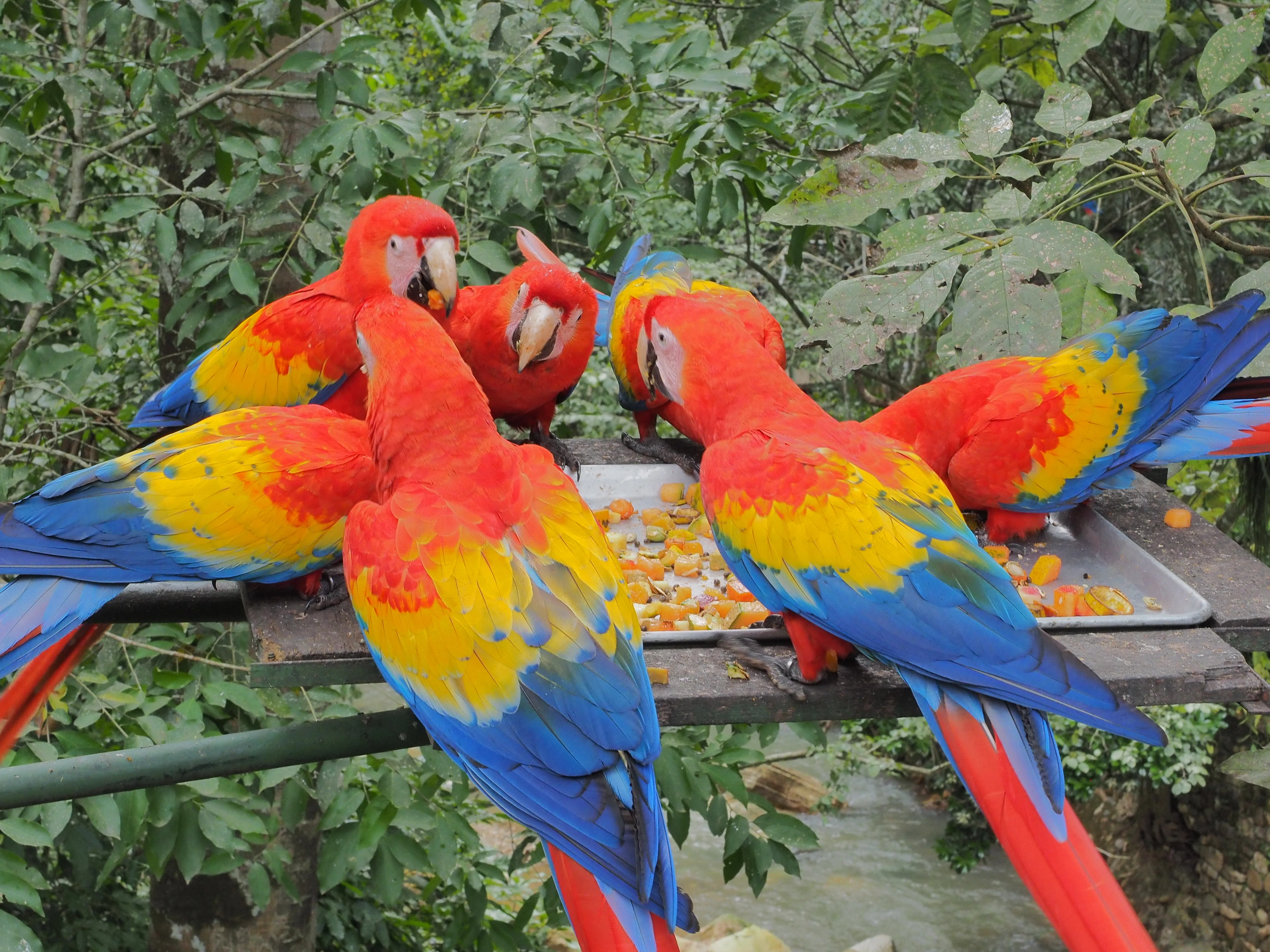 ホンジュラス】コパン 鳥好きなら絶対外さないでほしい。Macaw