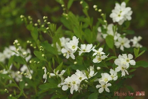 花便り＞利休梅｜清愁