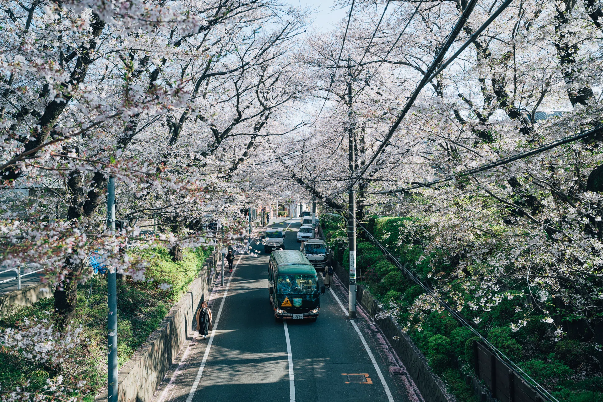 ぴよ様ブラック翌日 桜散り 時も溶けてく 春の宵 Z5II / Zf / M11-P｜幽霊のカメラ