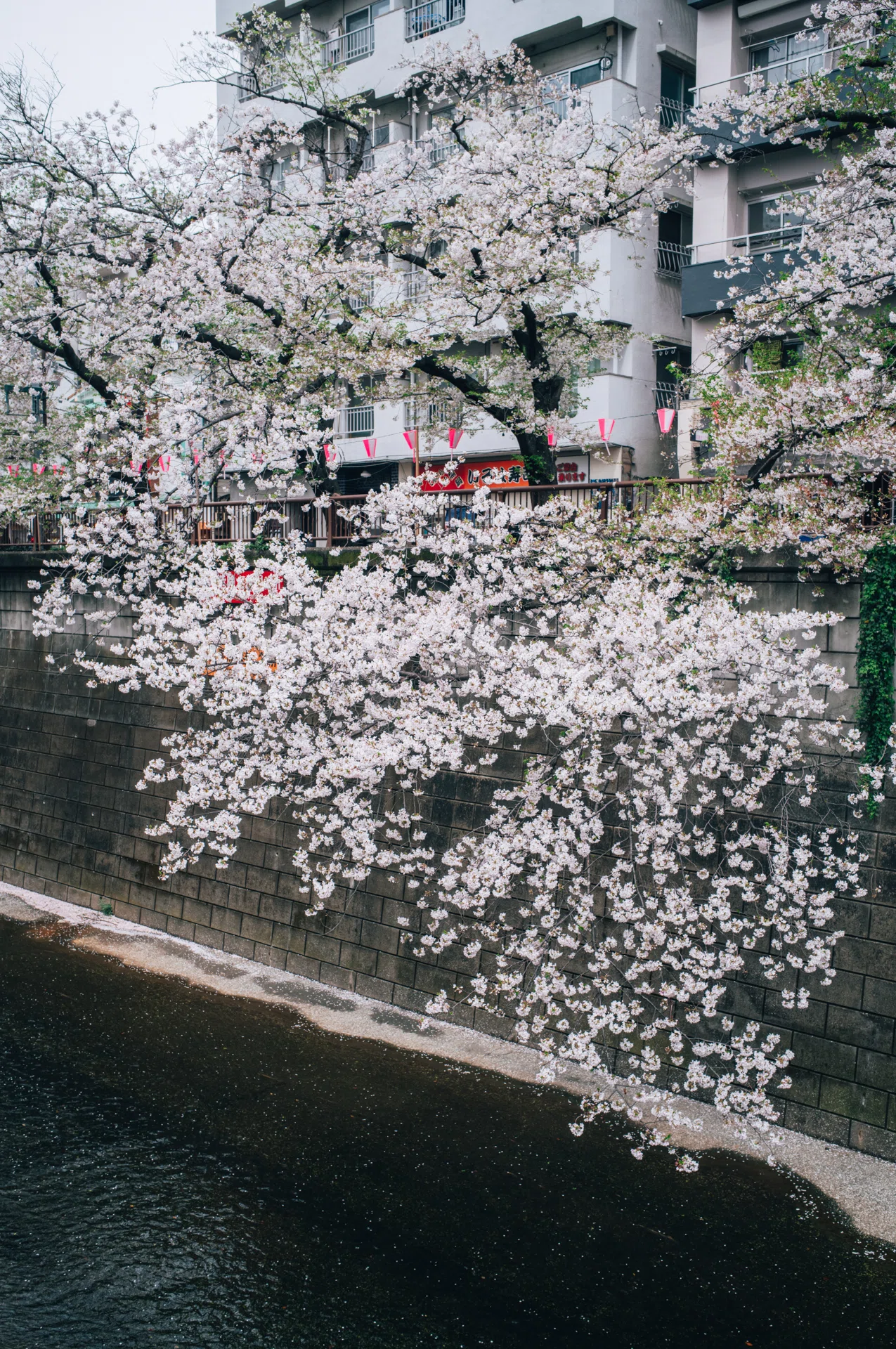 桜散り 時も溶けてく 春の宵 Z5II / Zf / M11-P｜幽霊のカメラ