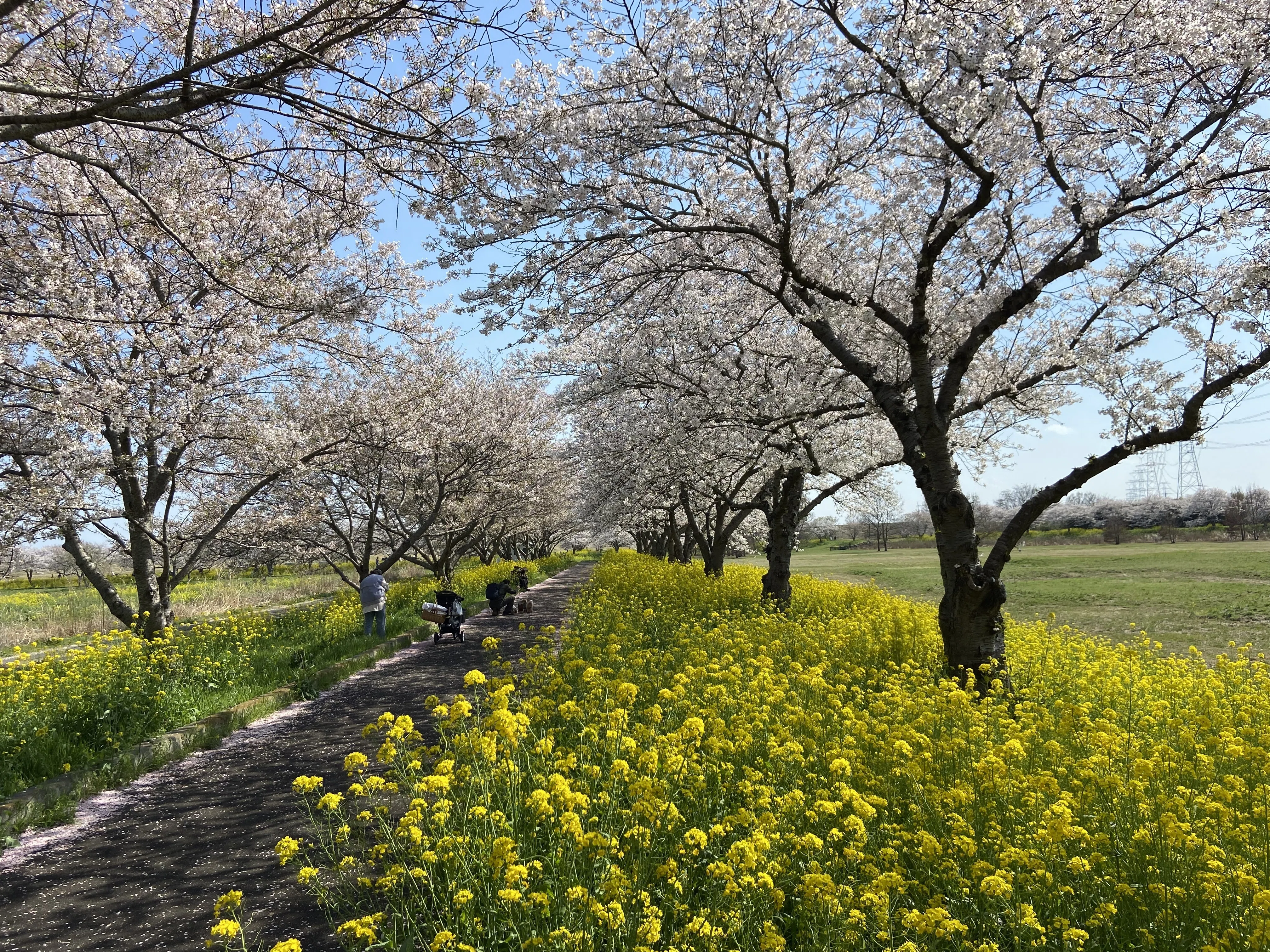 茨城の南と西に咲く桜｜ミカイターいなお＠実用地歴提案会ヒストジオ