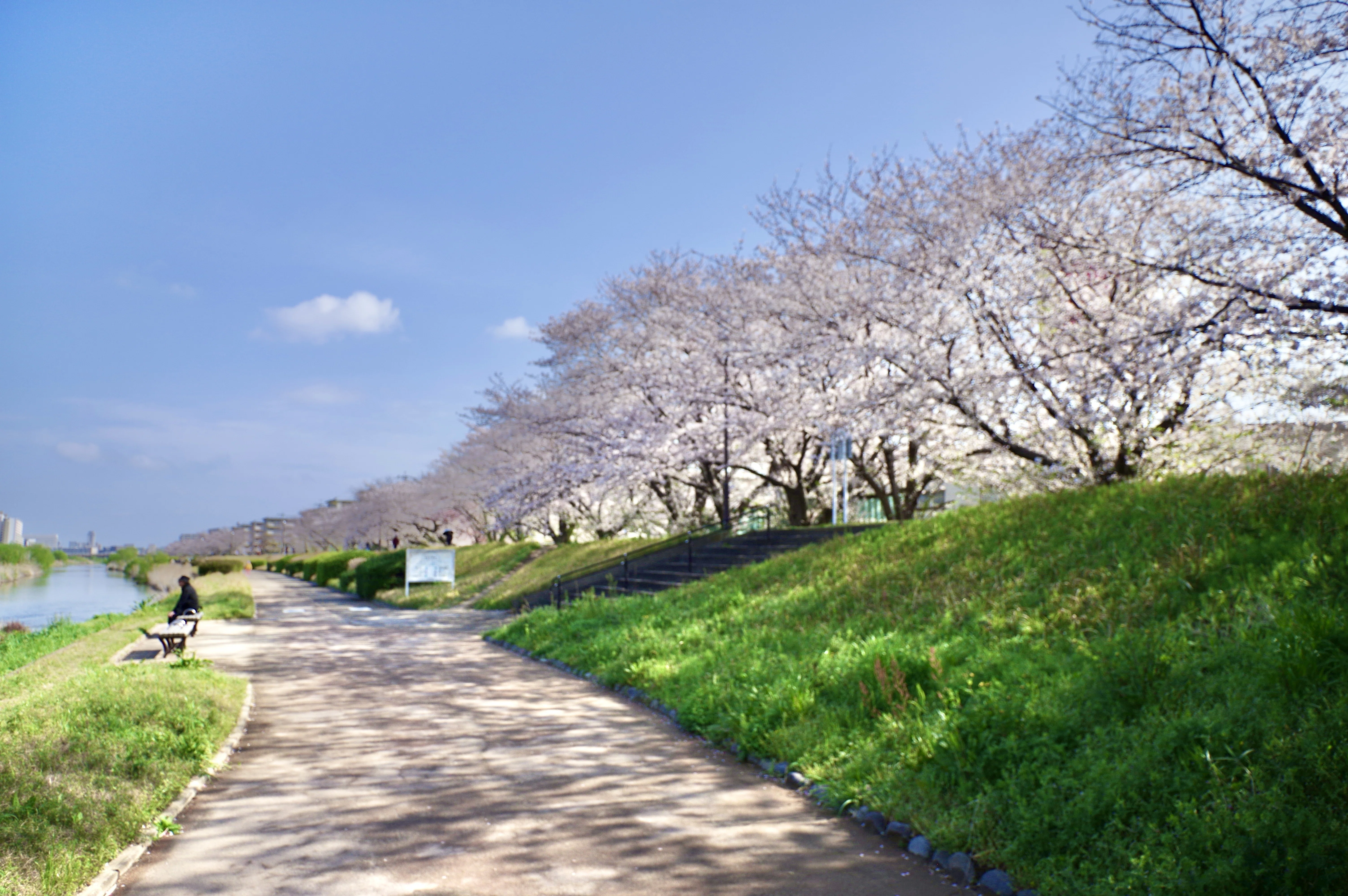 待ち侘びた青空🌸満開の桜｜ひさし