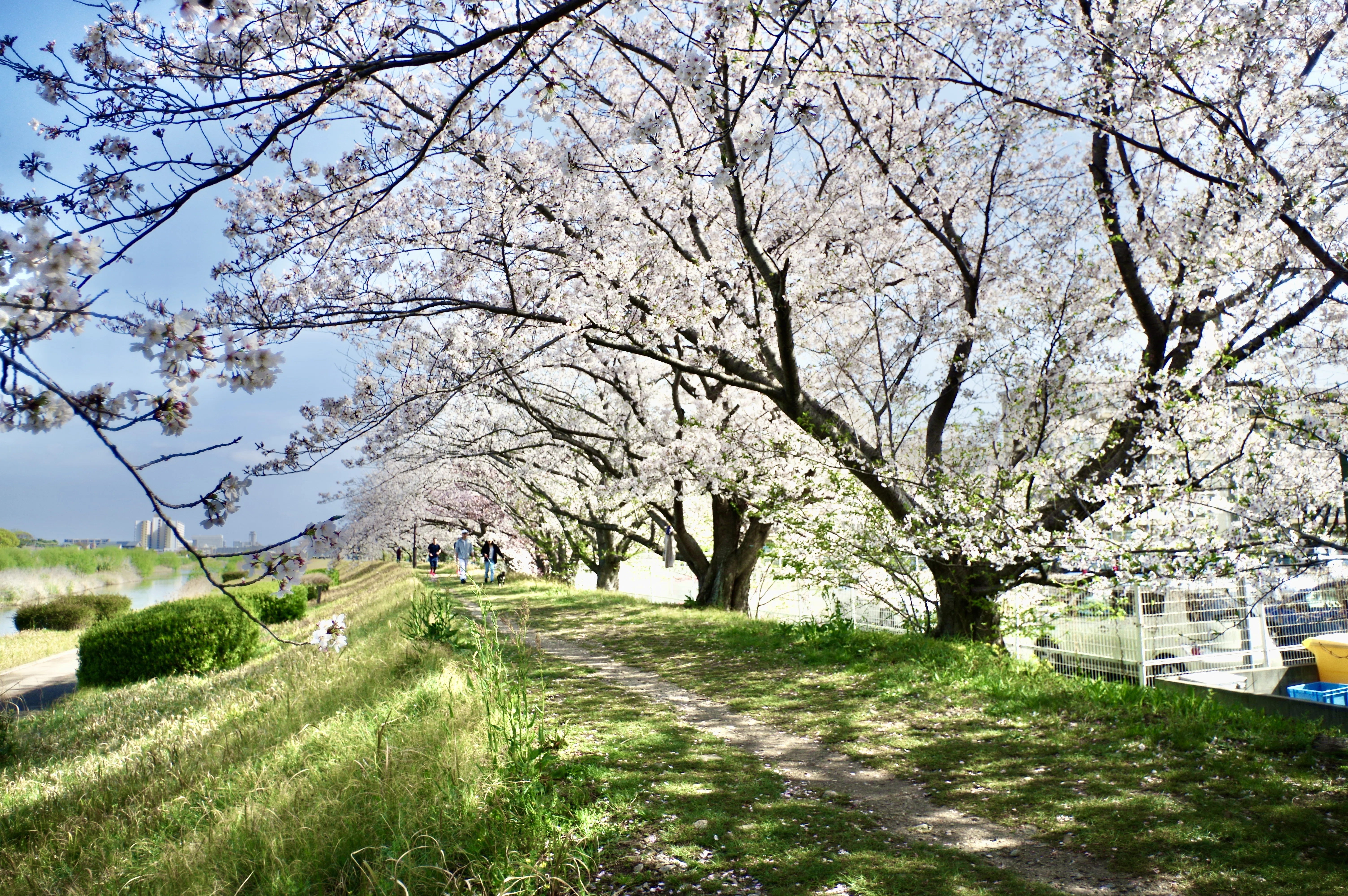 待ち侘びた青空🌸満開の桜｜ひさし