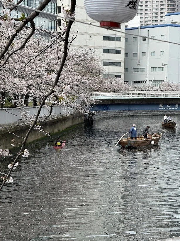 お江戸深川さくらまつりの和船に乗ってきました。抽選制のほうが 