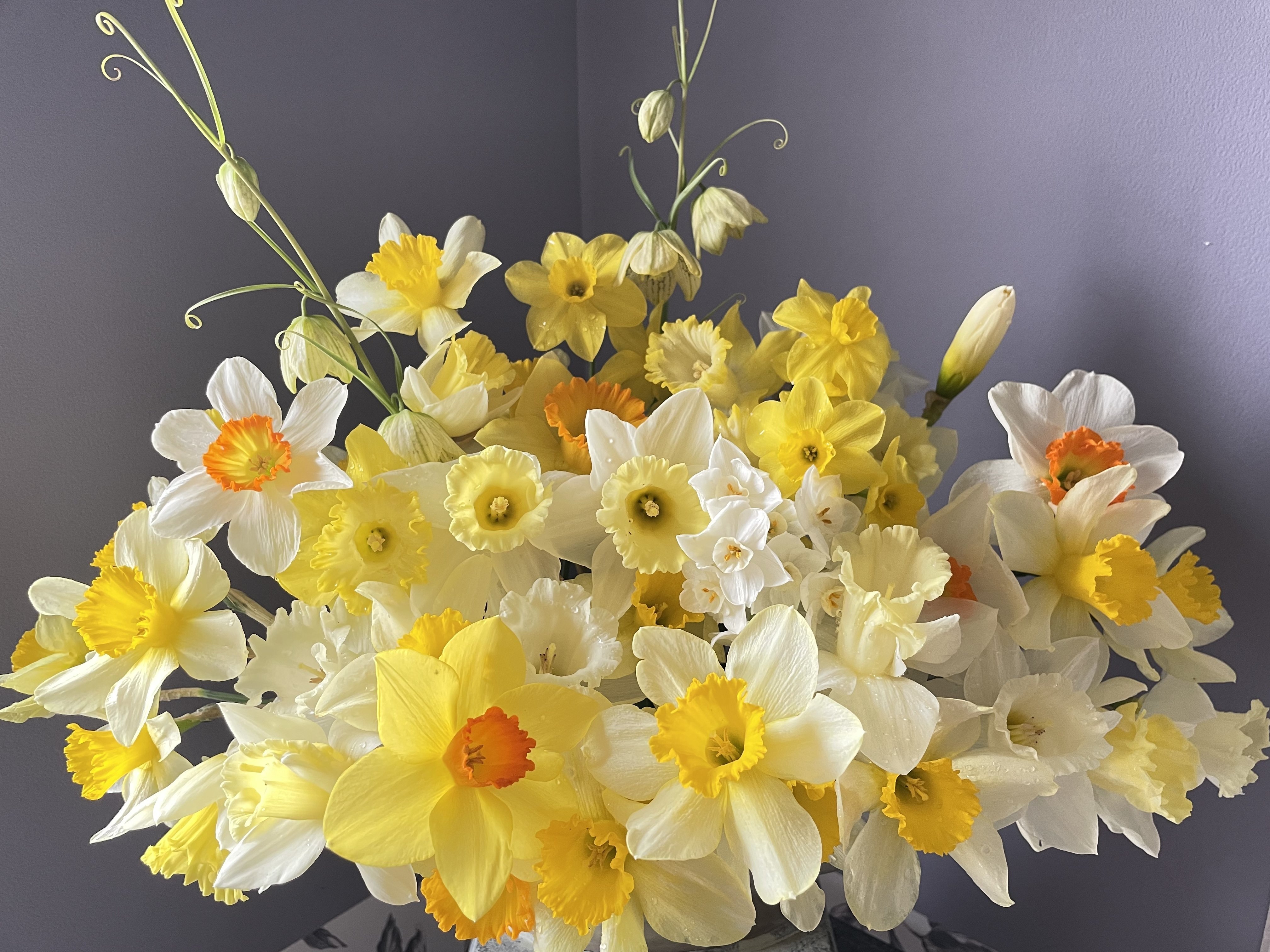 春の花✿お値引き、質問はコメントで✿ 様2点 まとめ商品　A990 、A991 お花のぼうろ『コスモス＆マーガレット2缶セット』～専用クリアケース
