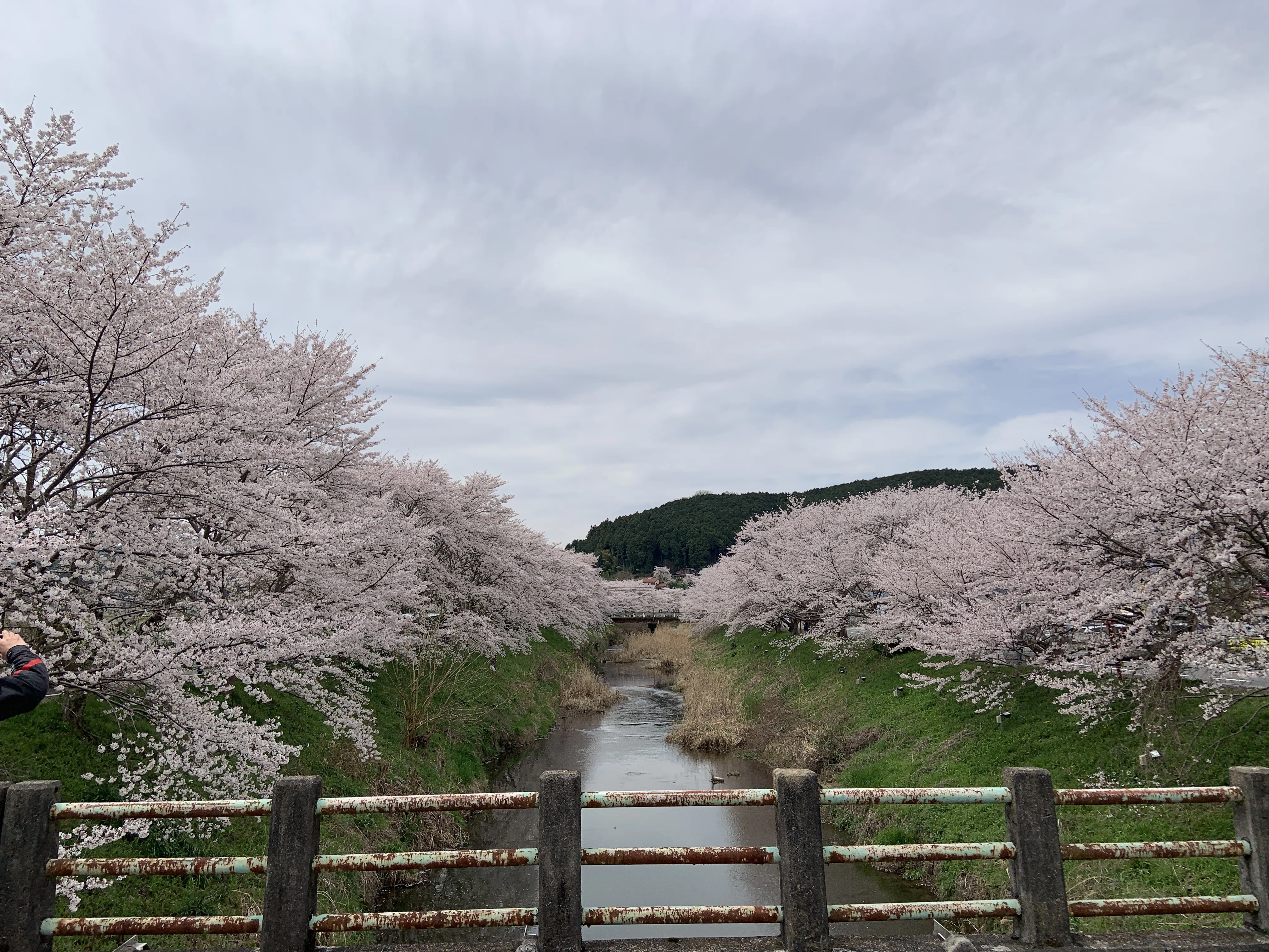 今年見た桜 その1「奈良県宇陀市 宇陀川の桜並木」｜Yukitaka | 旅行