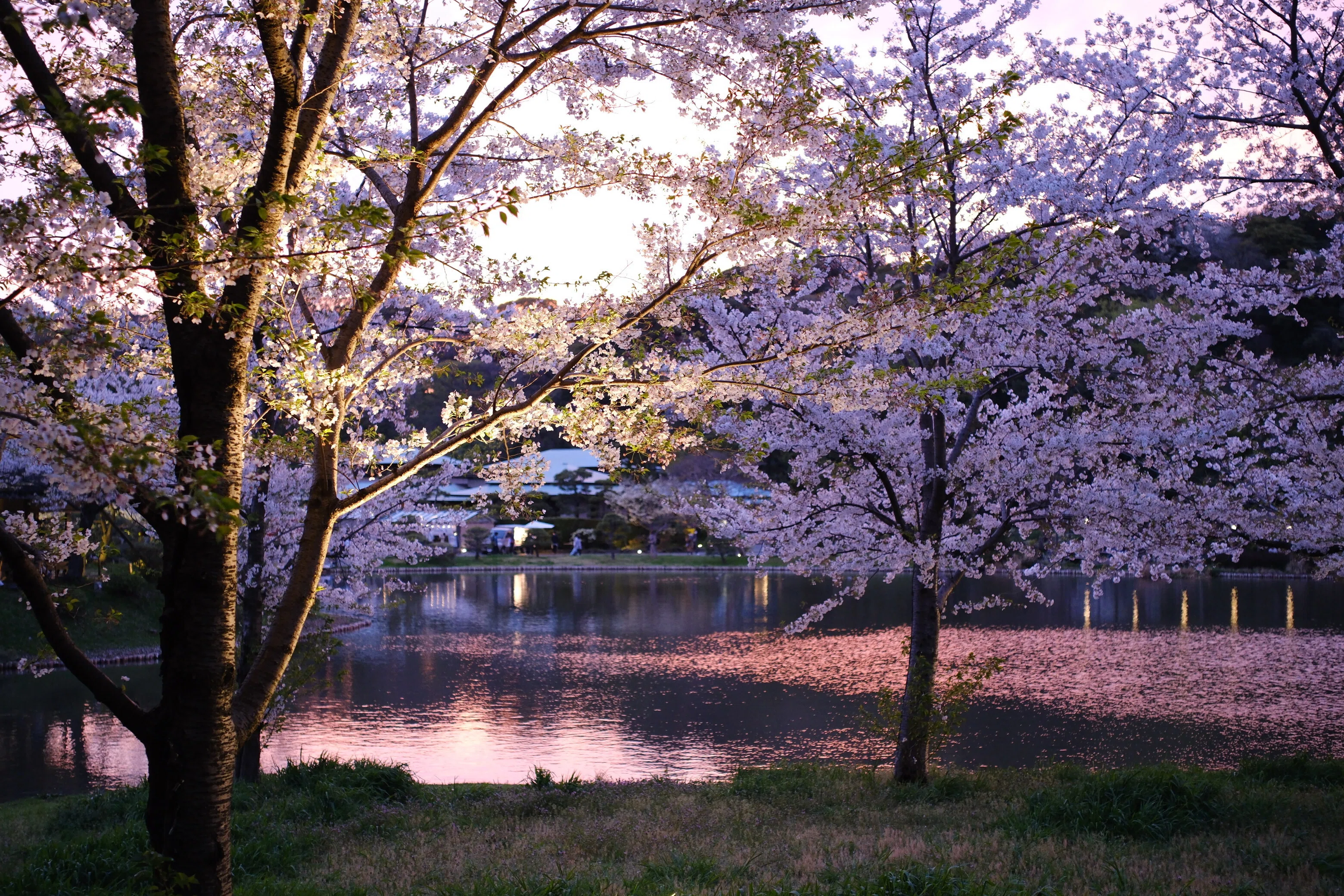 カメラ散歩】横浜・三溪園。ライトアップ最終日に滑り込みで夜桜を撮る