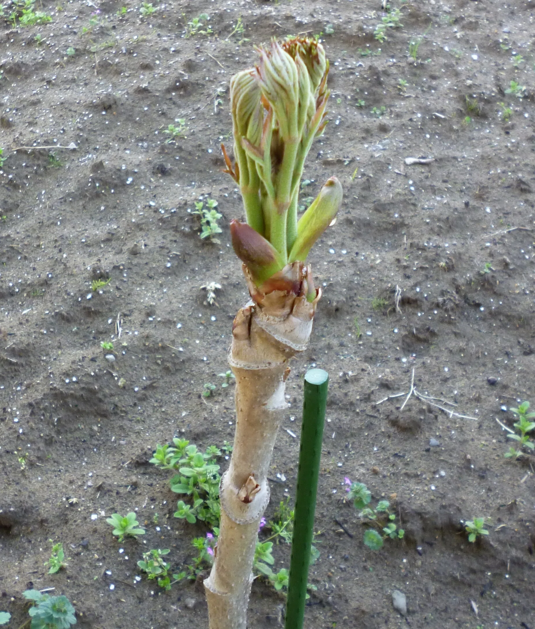 農業 タラの芽2026 芽が成長｜3823