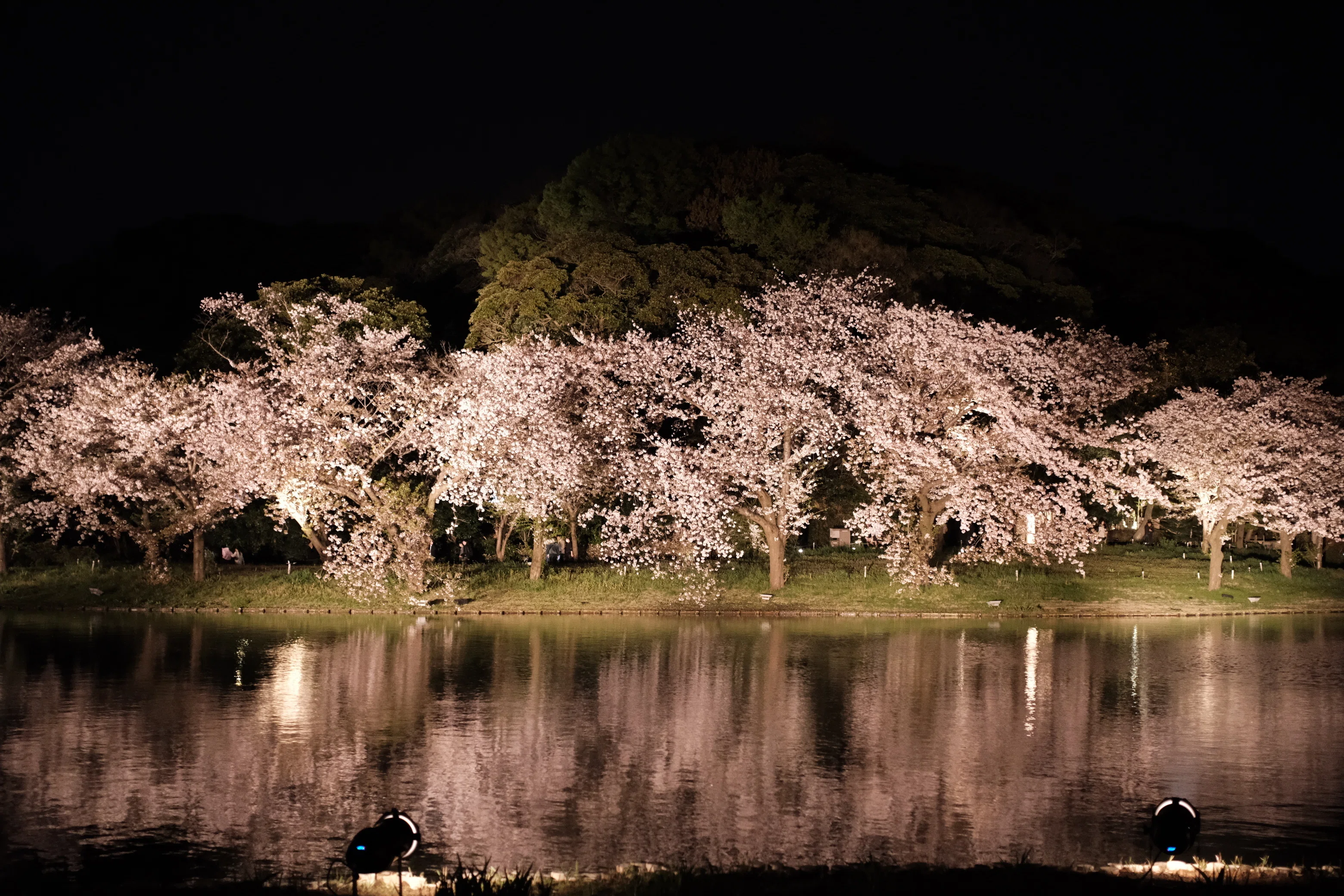 カメラ散歩】横浜・三溪園。ライトアップ最終日に滑り込みで夜桜を撮る