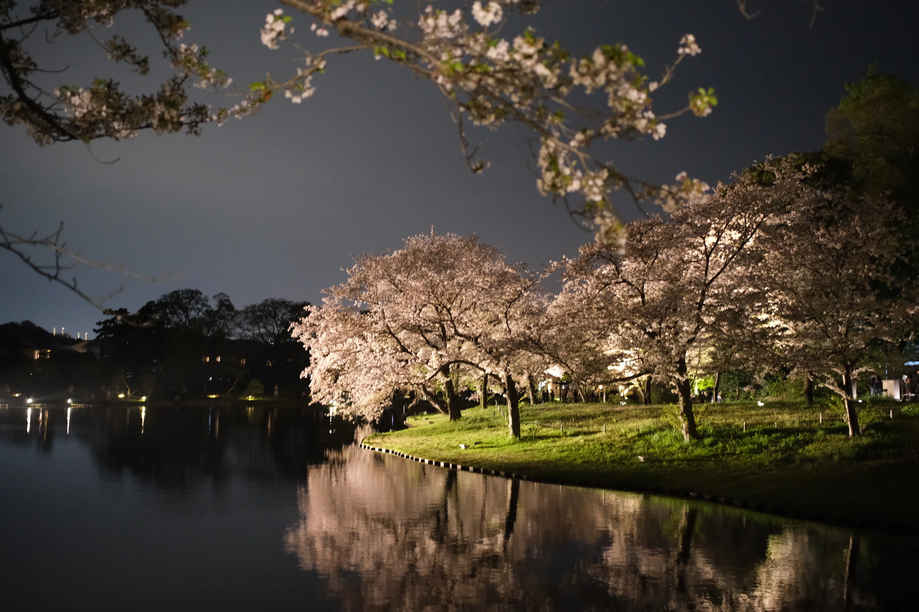 カメラ散歩】横浜・三溪園。ライトアップ最終日に滑り込みで夜桜を撮る