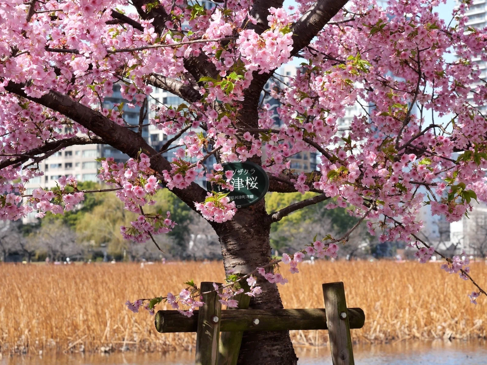 2026年3月の月記/LUMIX G100Dで桜の撮影など｜ヒロ/ヒロアレーナ