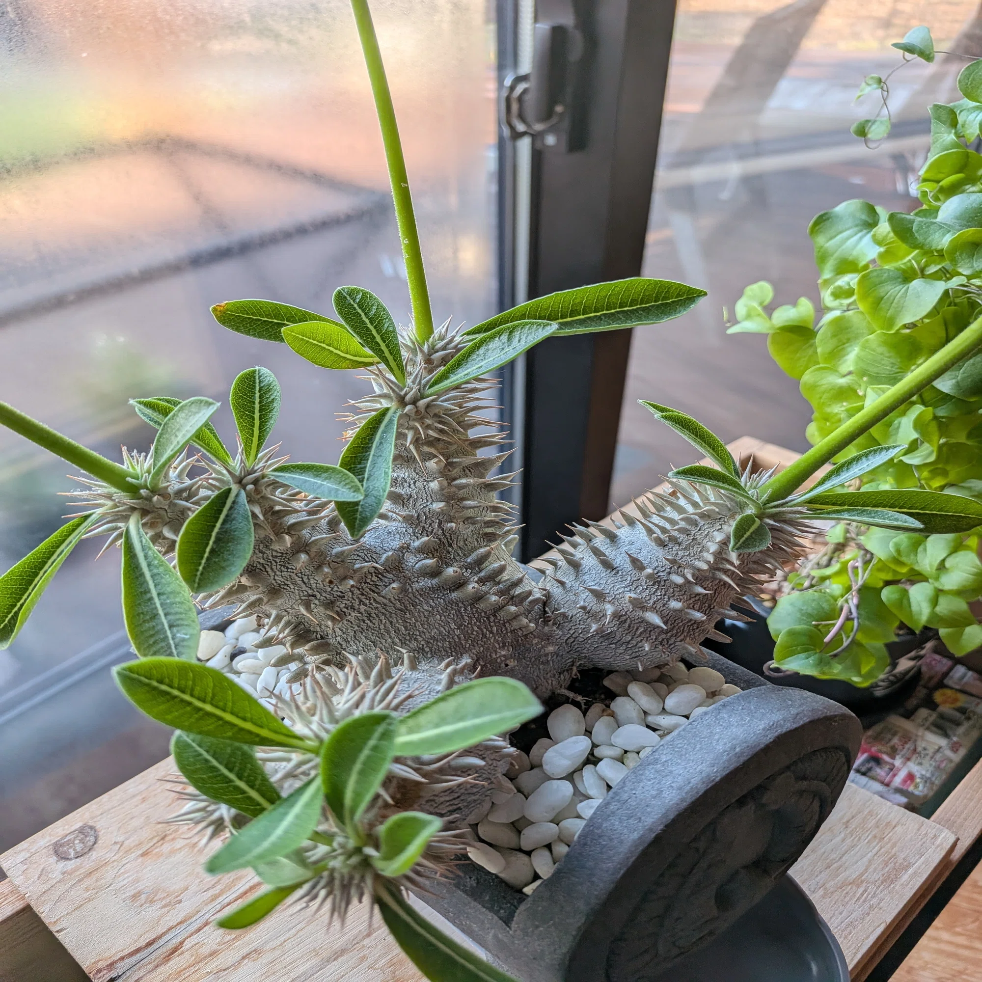 珍奇植物【ビザールプランツ】の世界 - その2｜テクスピン ｜ 化繊x 