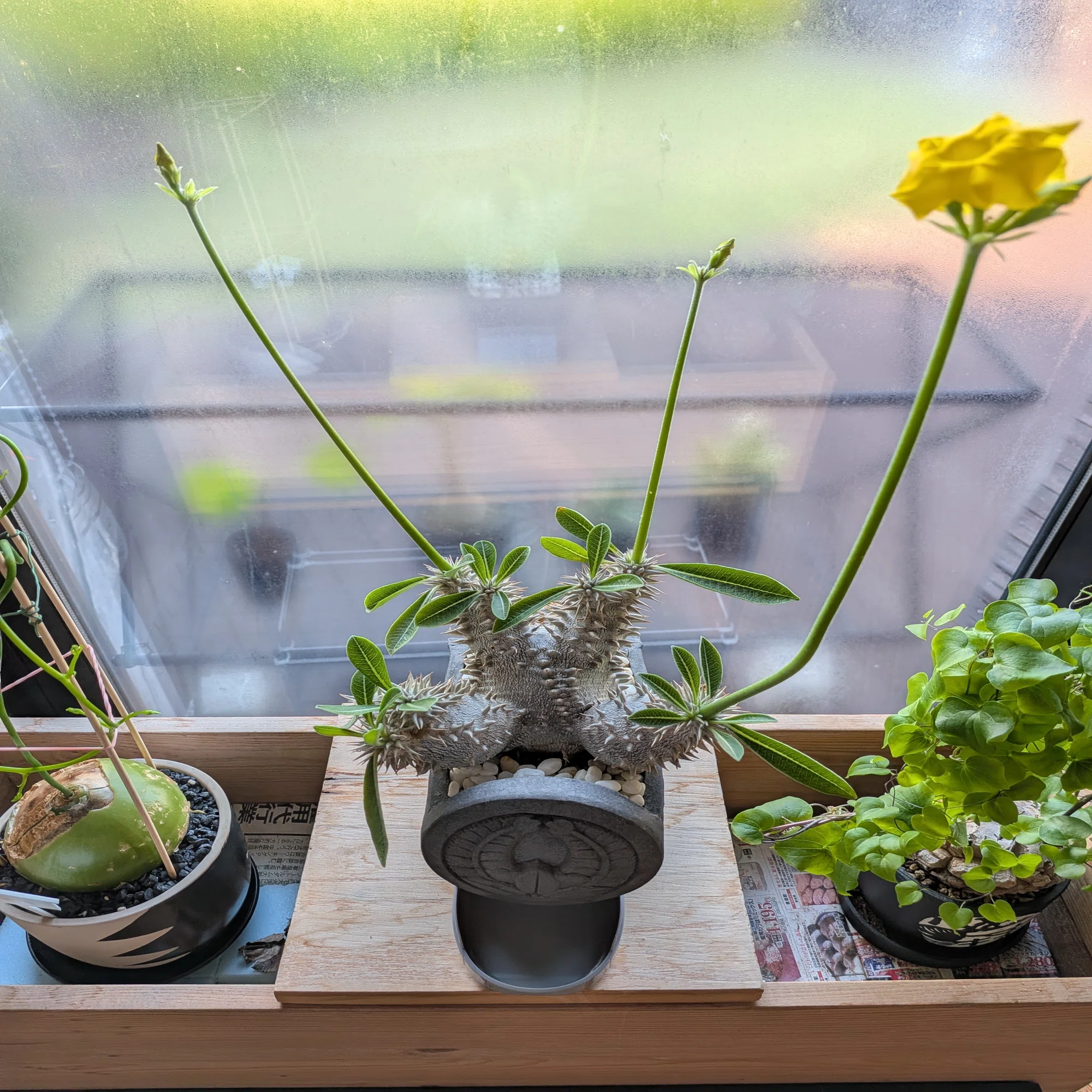 珍奇植物【ビザールプランツ】の世界 - その2｜テクスピン ｜ 化繊x 