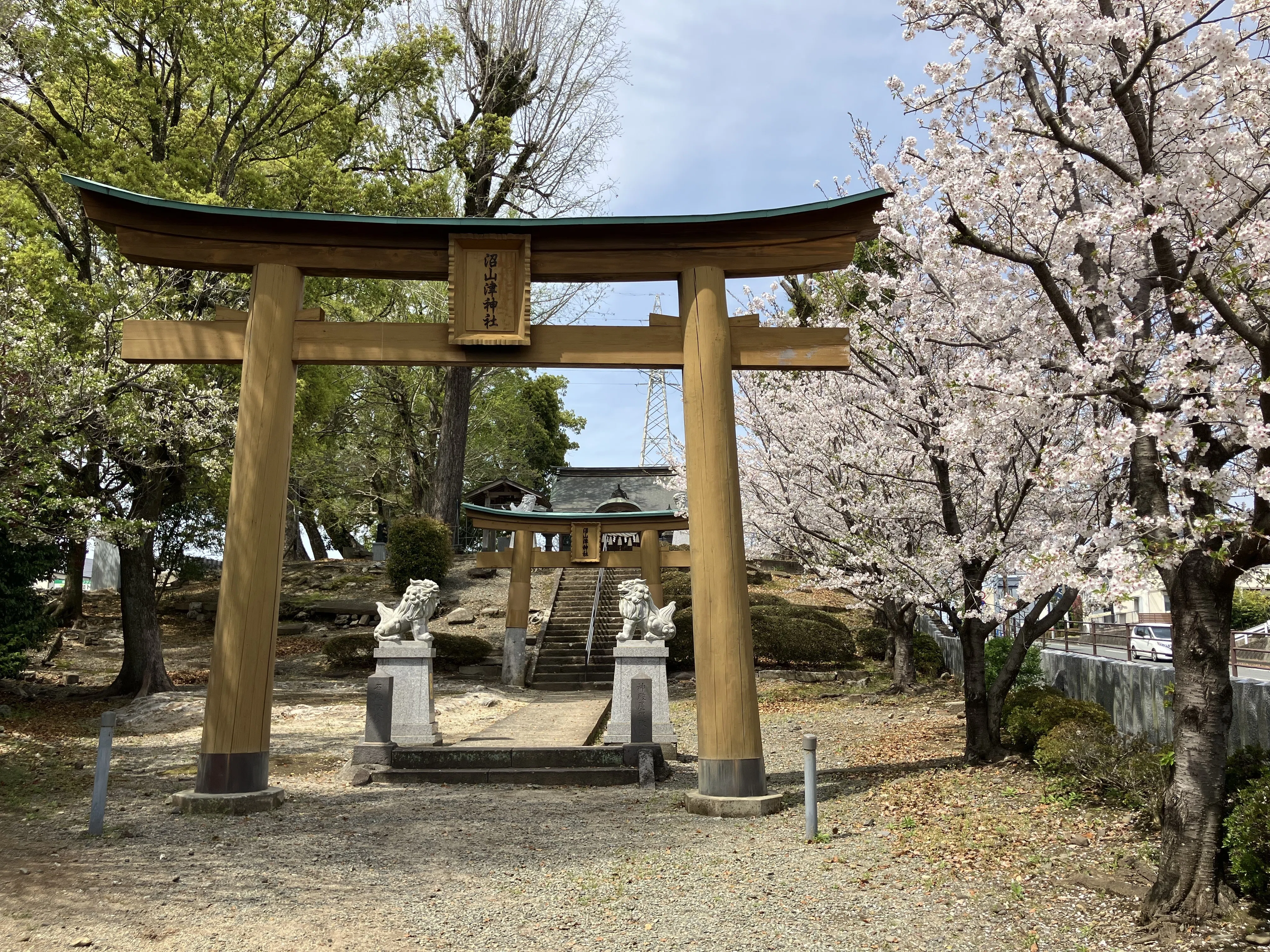 沼山津神社の桜🌸｜Desert Rose