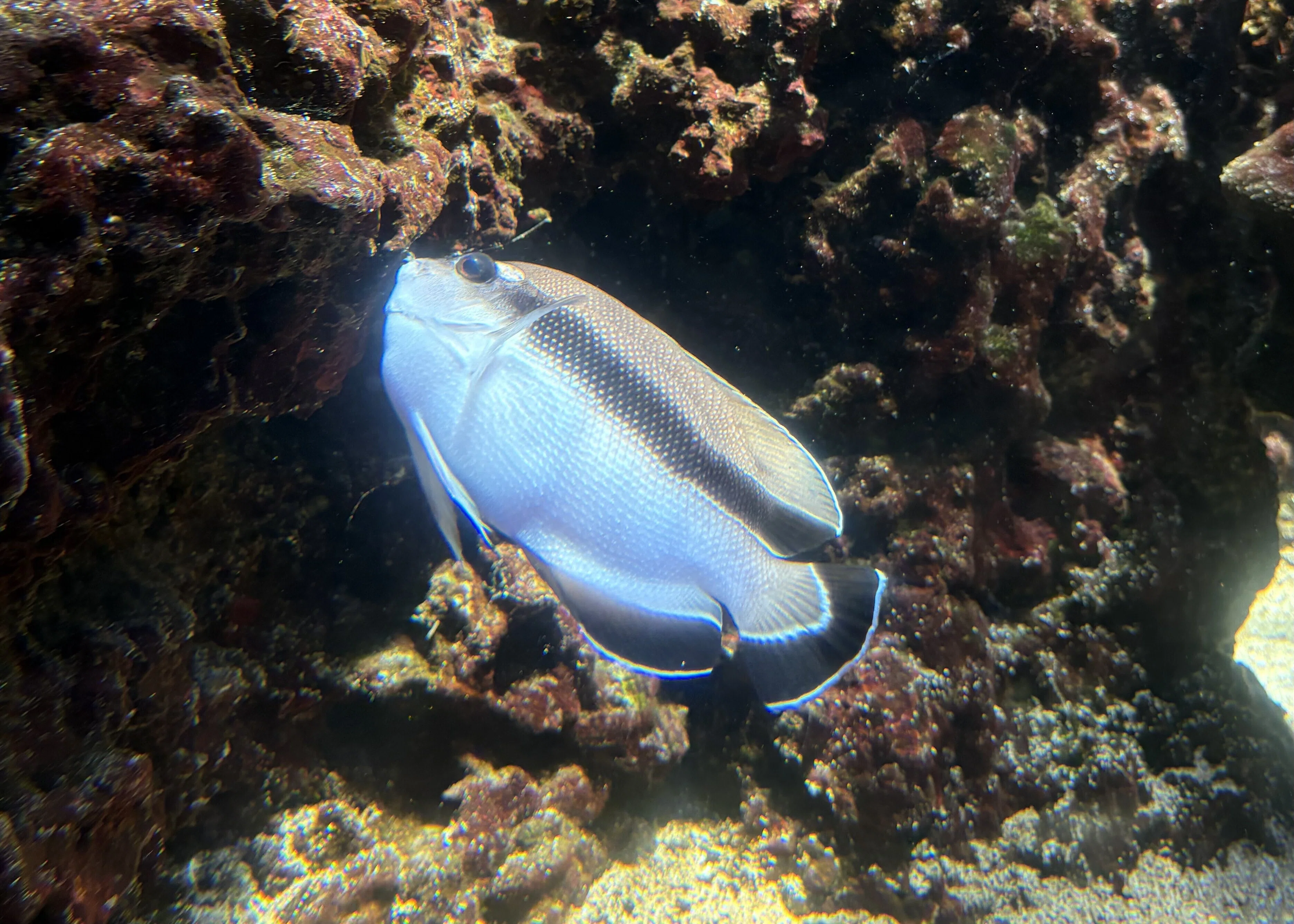 サンゴ遠征 vol.6｜ワイキキ水族館で、サンゴ好き涎垂の神水槽に出会う