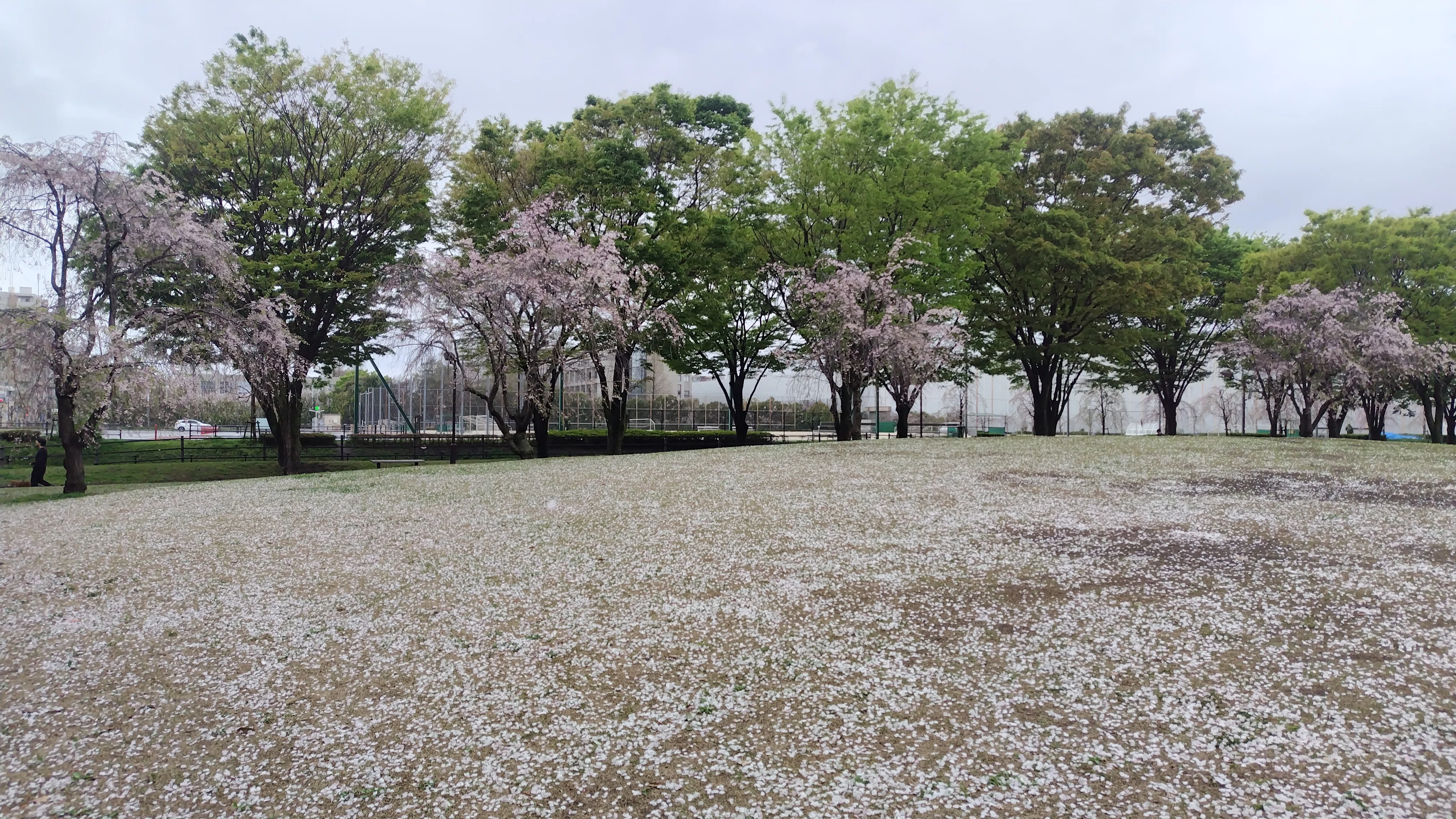 桜散る うつむいてるくらいがちょうどいい 地面に咲いてる｜ミ～ア