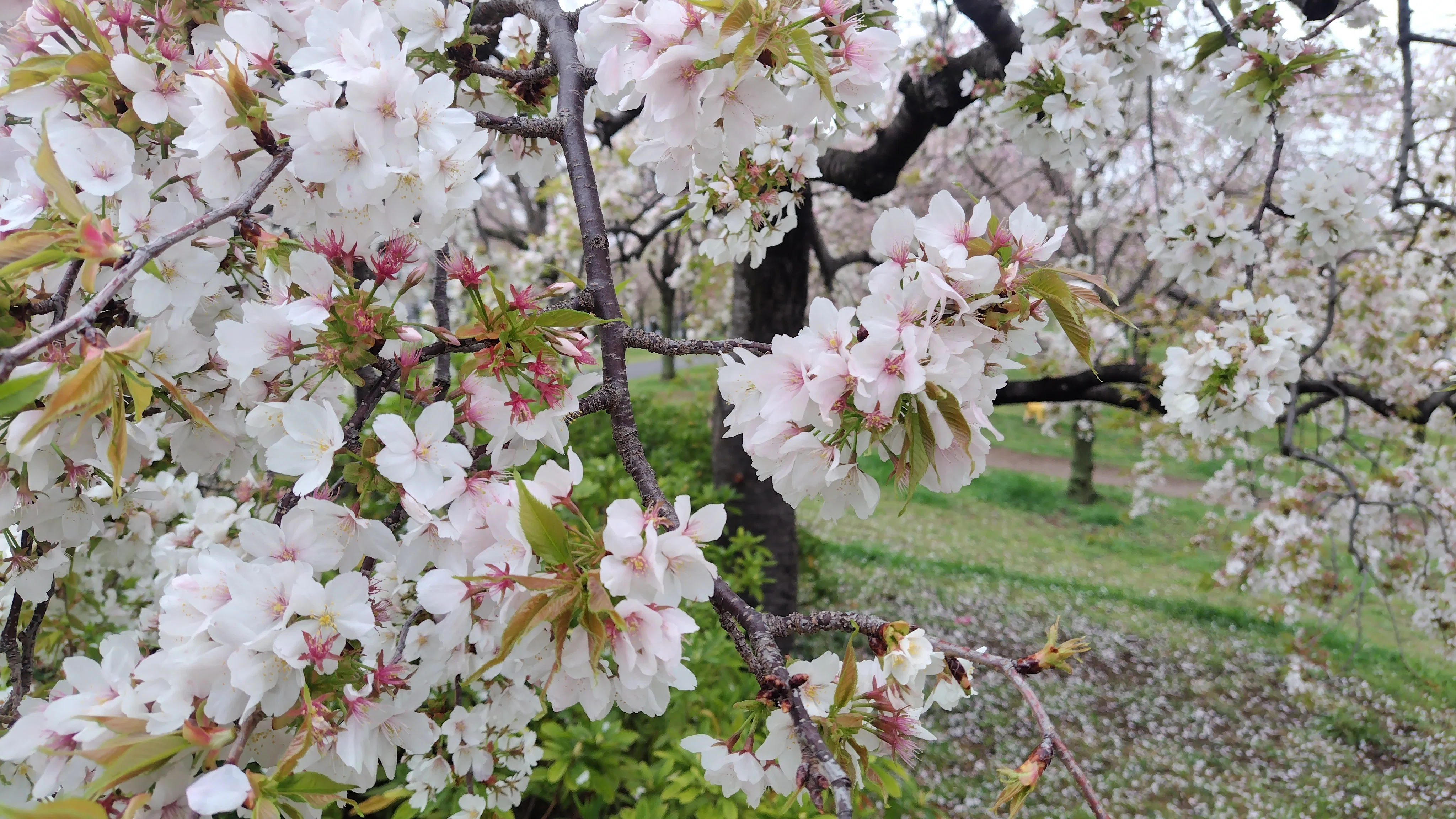 桜散る うつむいてるくらいがちょうどいい 地面に咲いてる｜ミ～ア