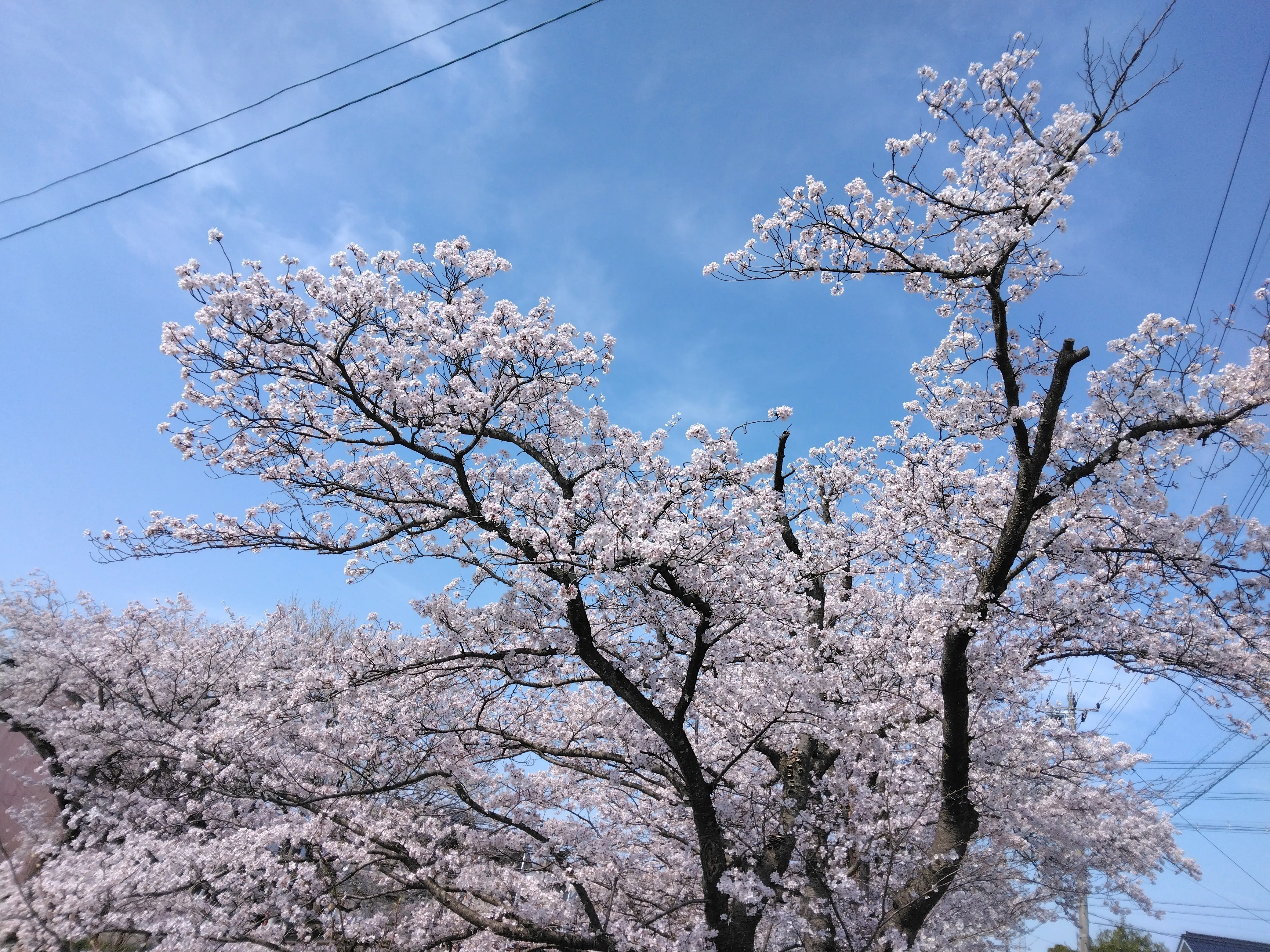 桜が満開です｜フネ