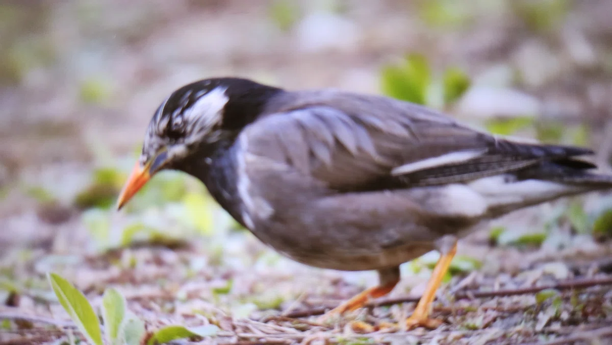 野鳥への眼差し:エロールがつないでくれた新しい世界|ゆか