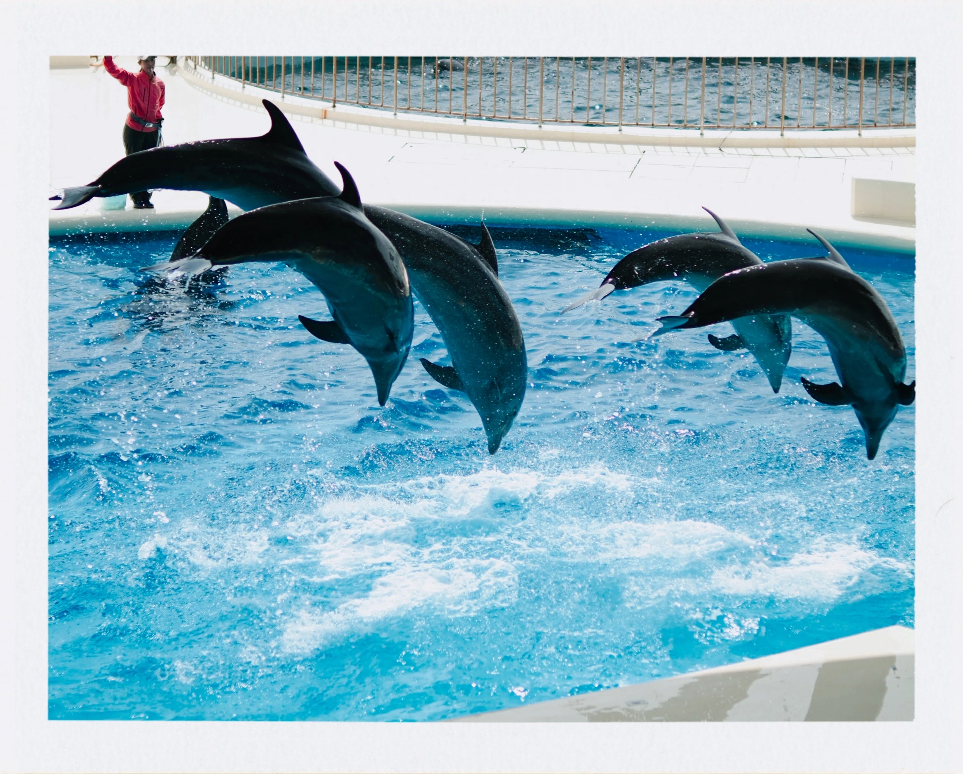 癒しのイルカショーと水族館スナップ/カメラ・写真｜北岡＠カメラ/写真