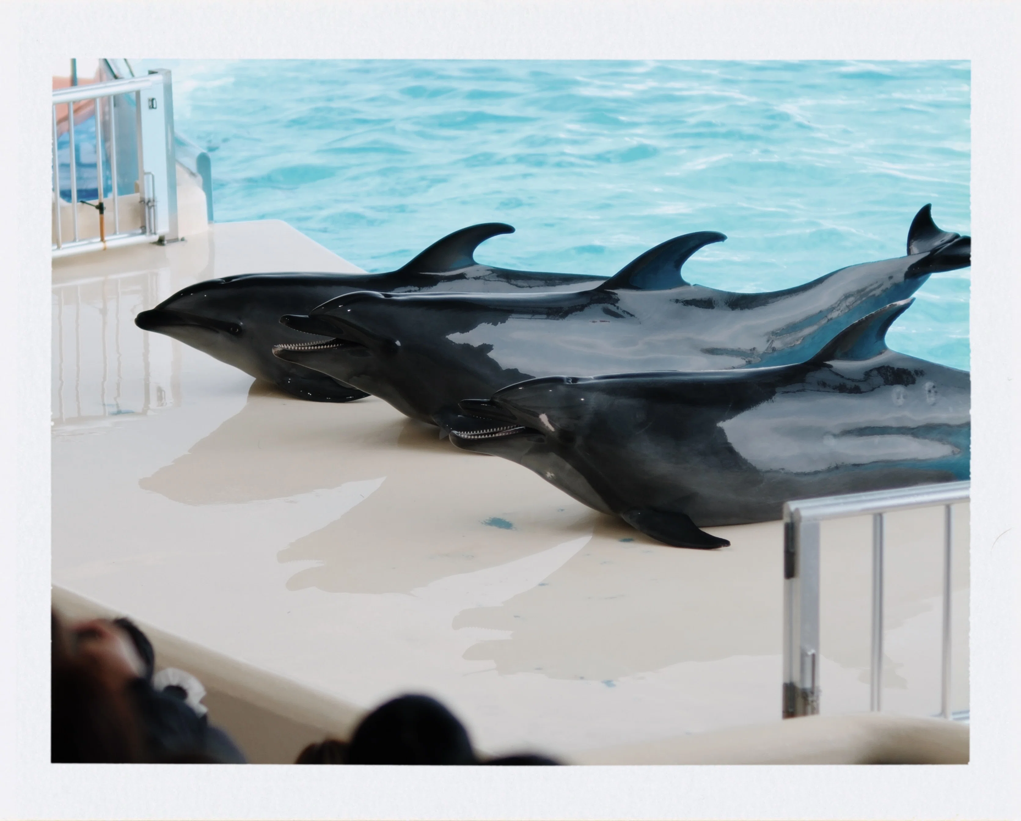 癒しのイルカショーと水族館スナップ/カメラ・写真｜北岡＠カメラ/写真