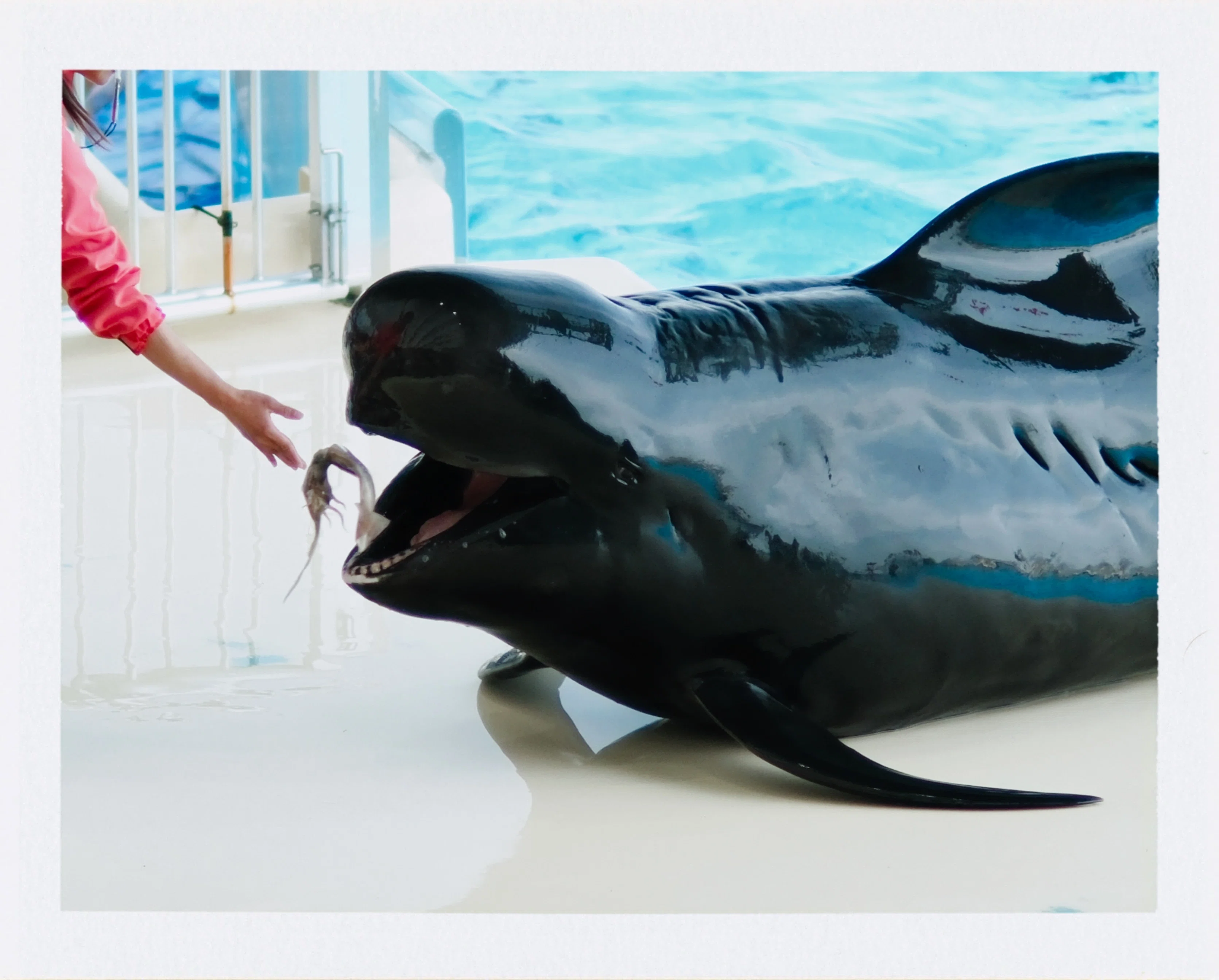 癒しのイルカショーと水族館スナップ/カメラ・写真｜北岡＠カメラ/写真