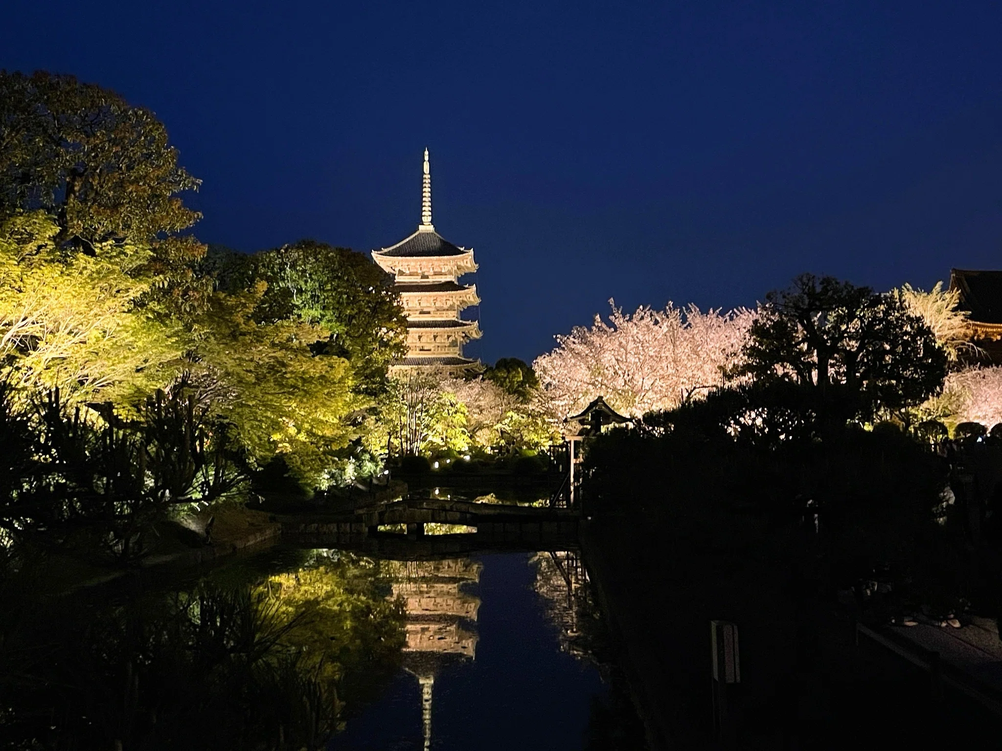 京都の桜2026 夜桜編｜美術館とお寺と猫
