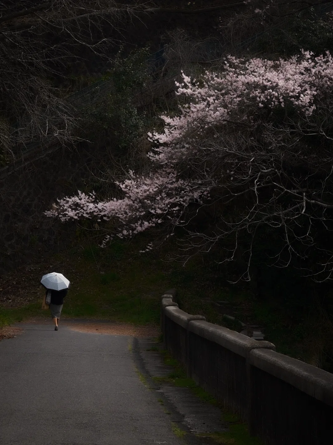 cherryさま専用5月（原画）春風の希望 ほか　6点おまとめ 663_春の旋律_D800白額-500x500.jpg