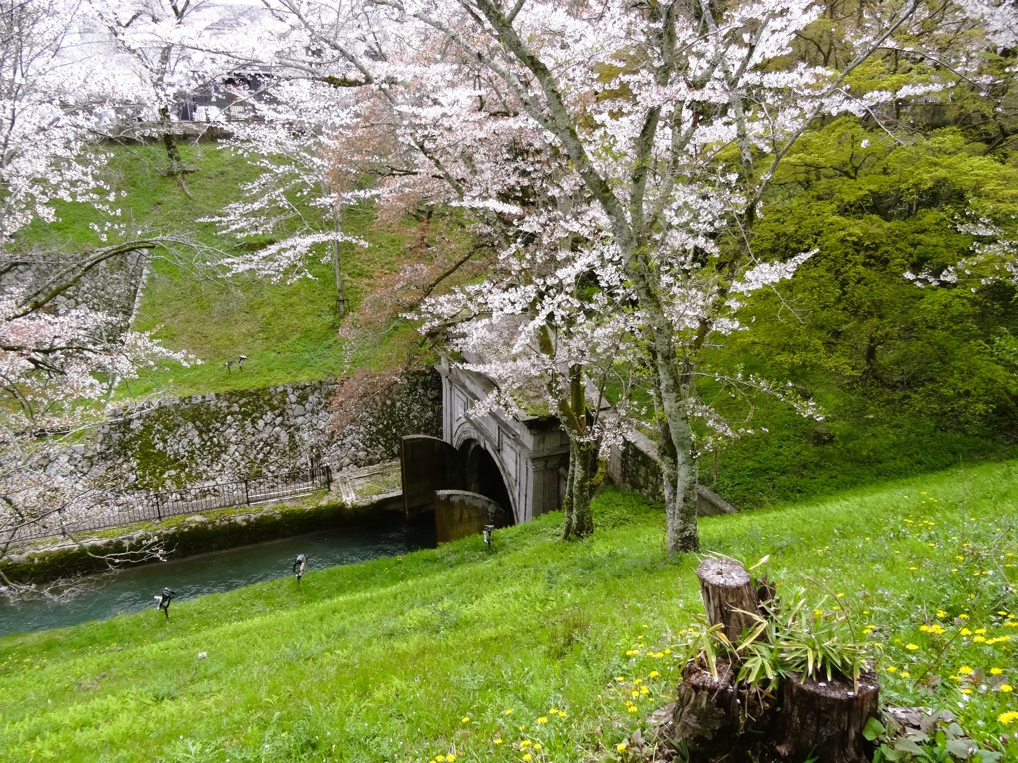 疏水の桜|鴨東 疏水の桜|鴨東