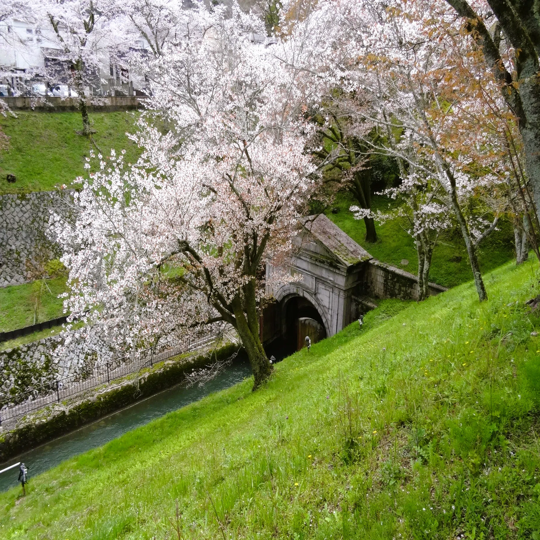 疏水の桜｜鴨東