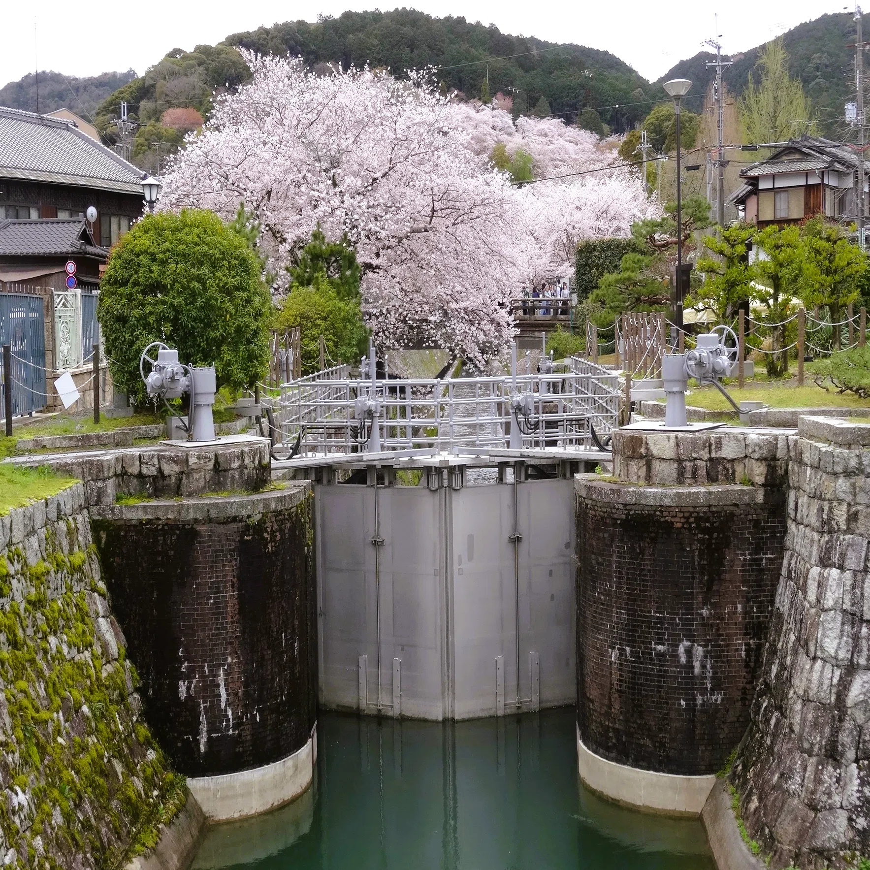 疏水の桜｜鴨東